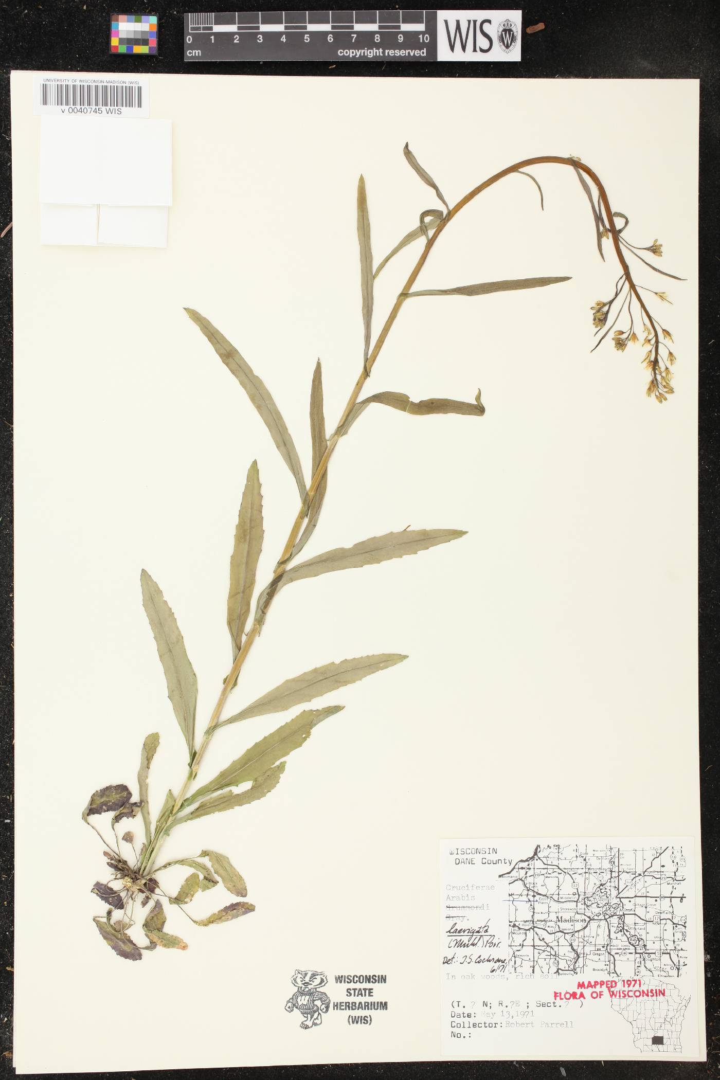 Boechera laevigata image