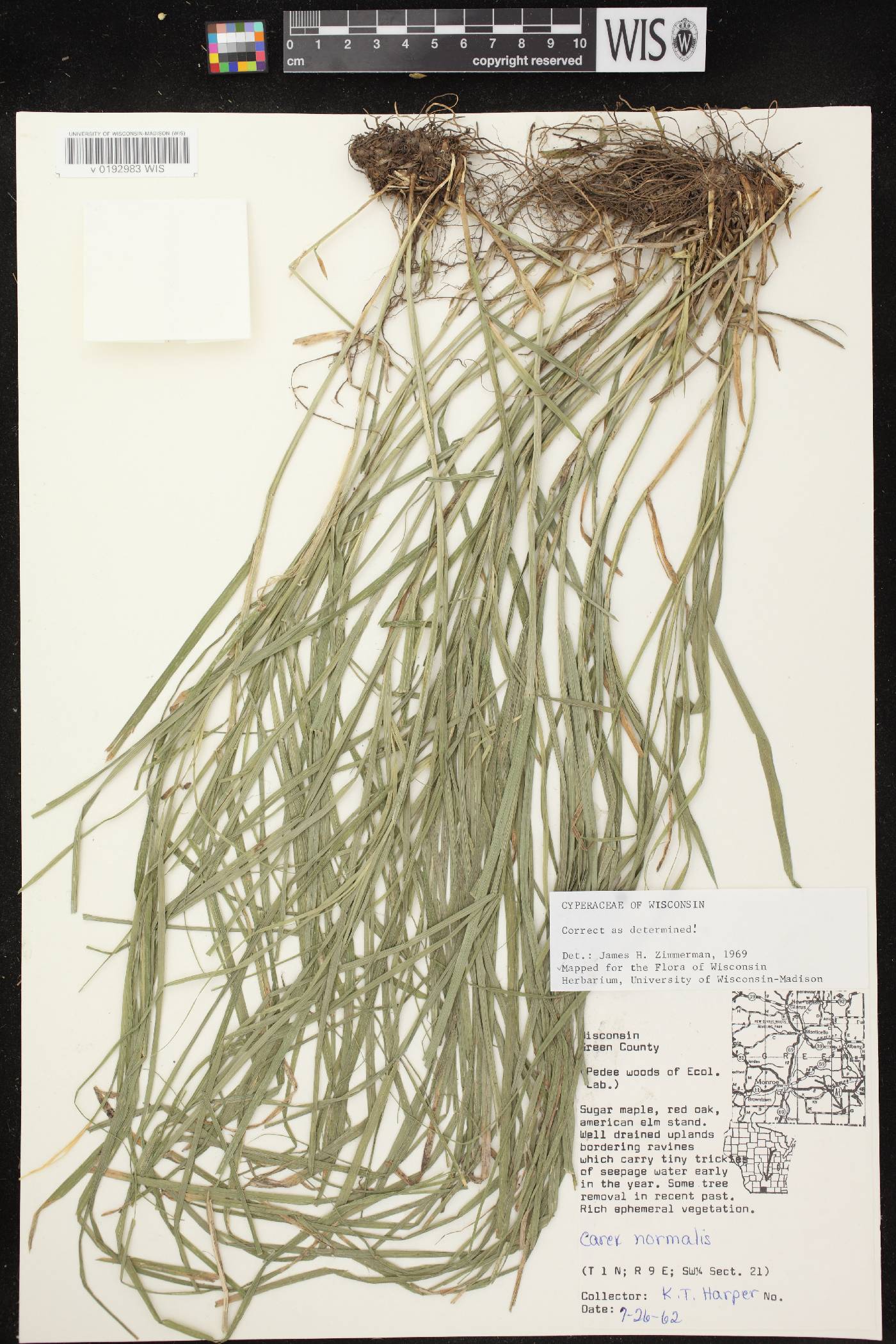 Carex normalis image