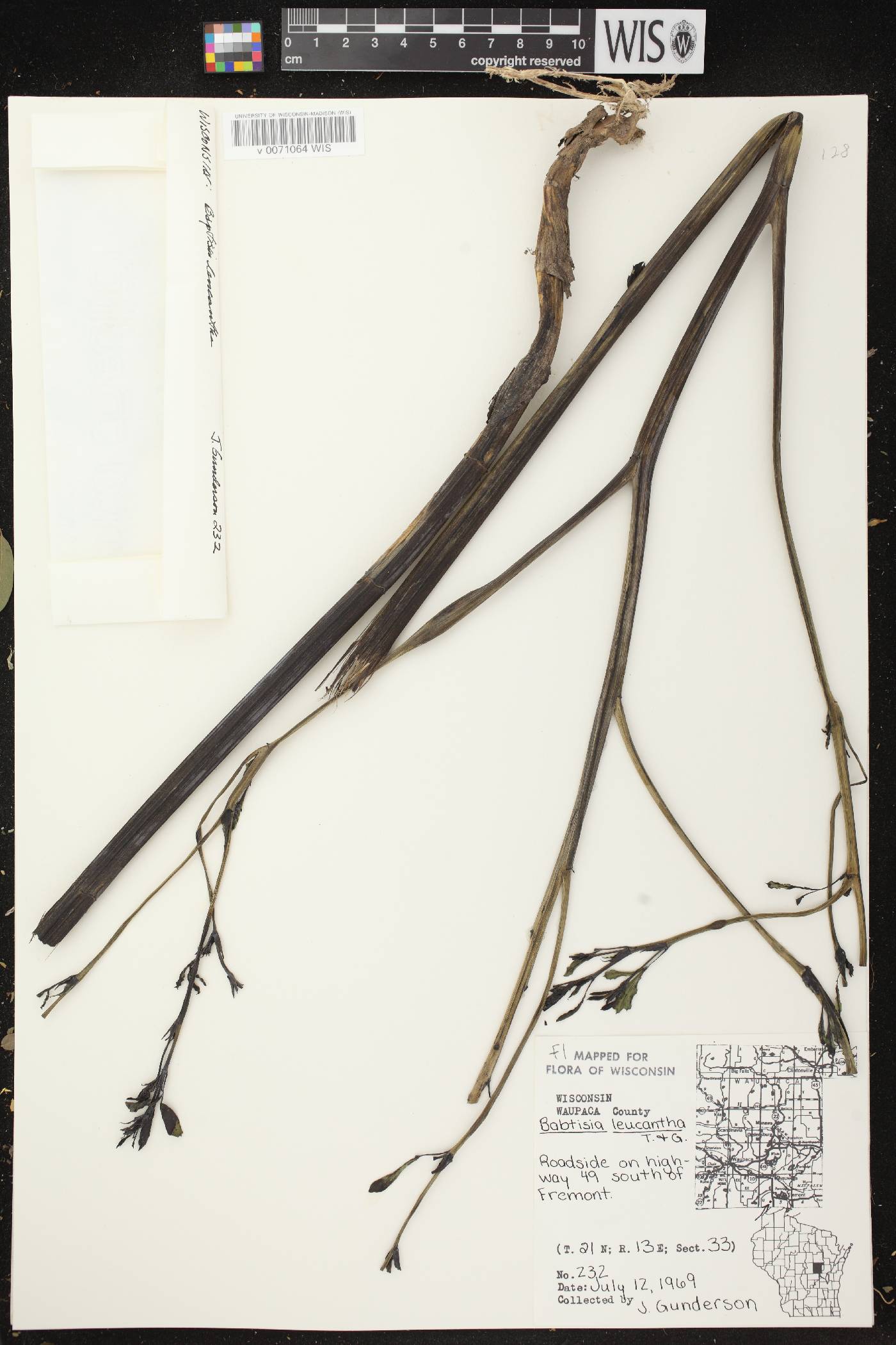 Baptisia lactea image