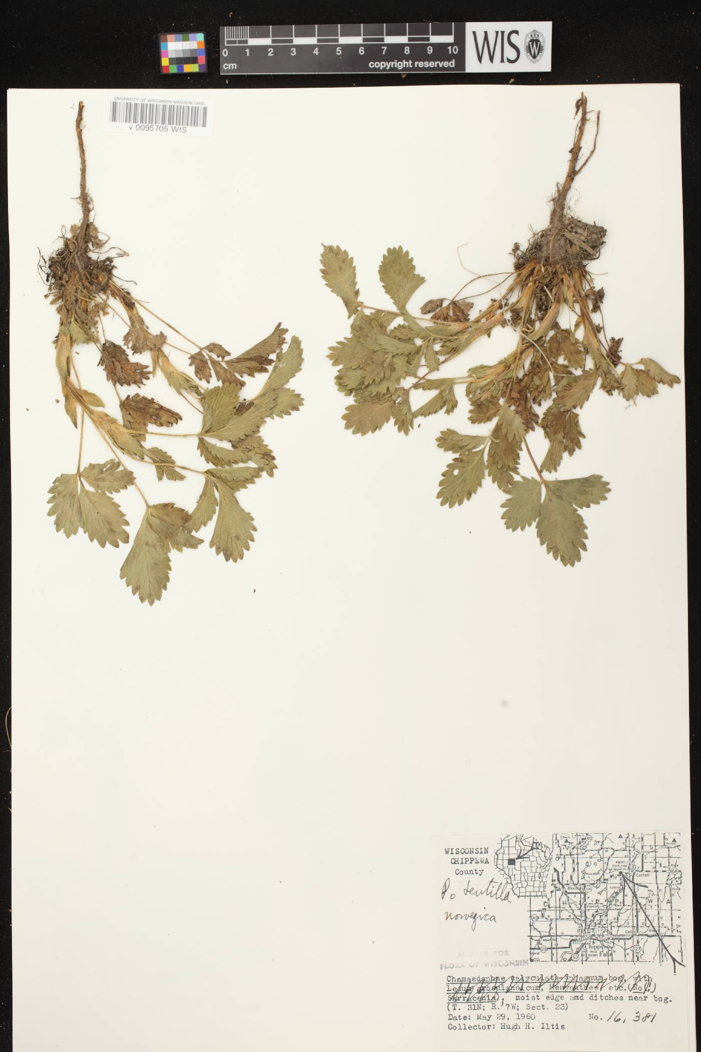 Potentilla norvegica image