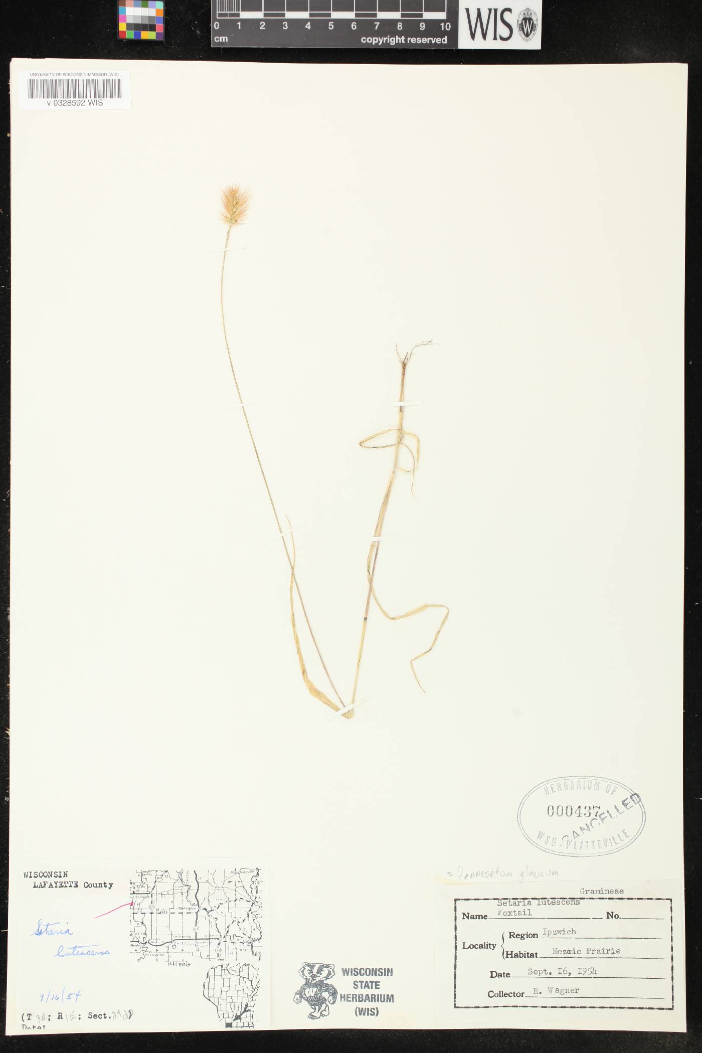 Setaria pumila subsp. pumila image