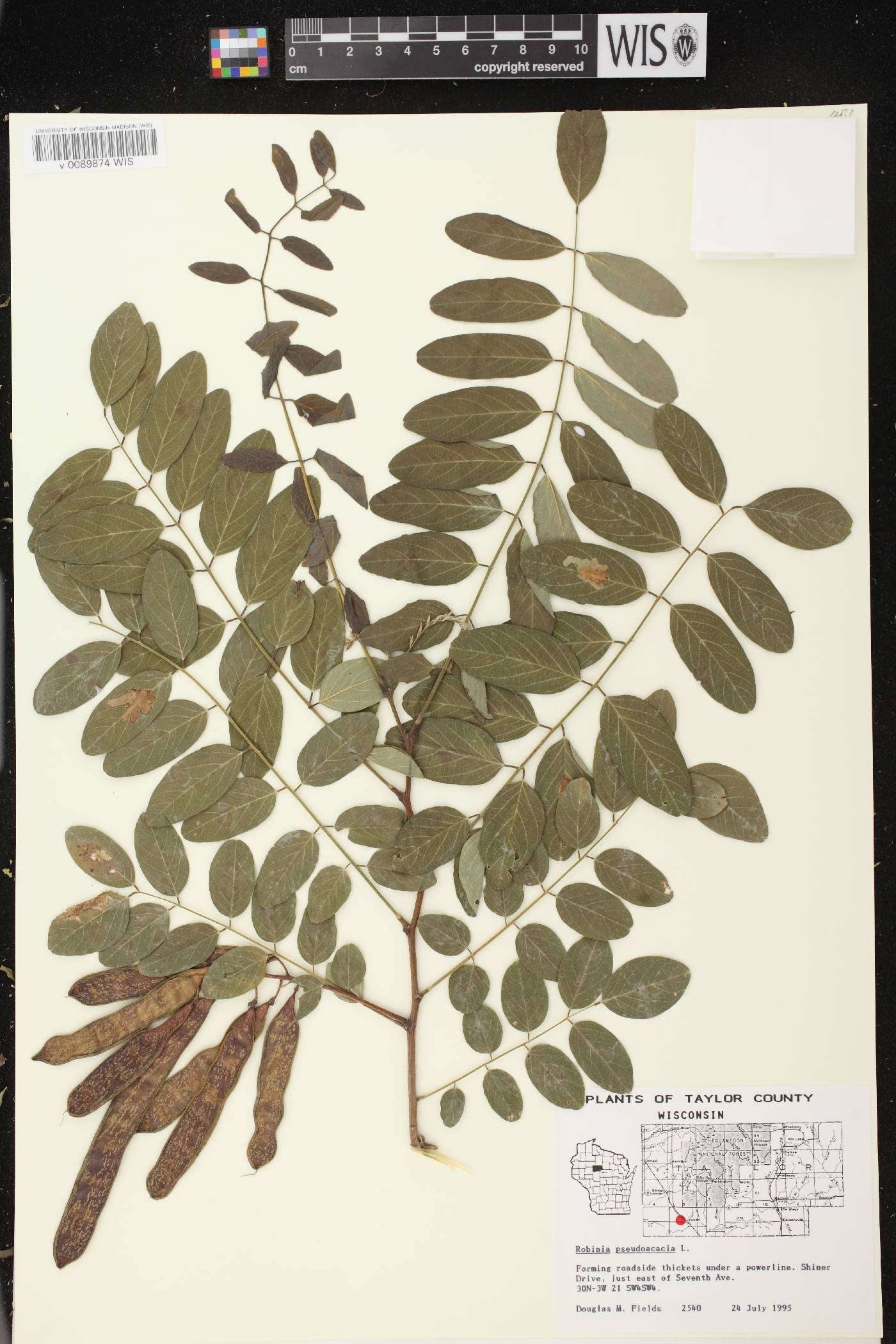 Robinia pseudoacacia image