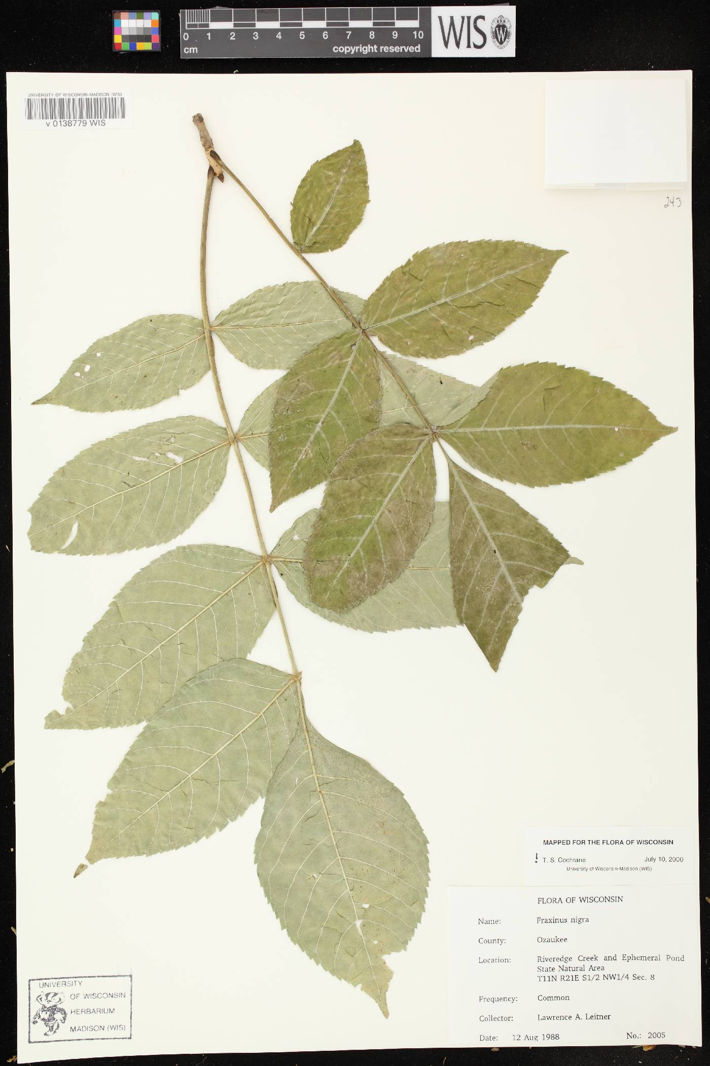 Fraxinus nigra image