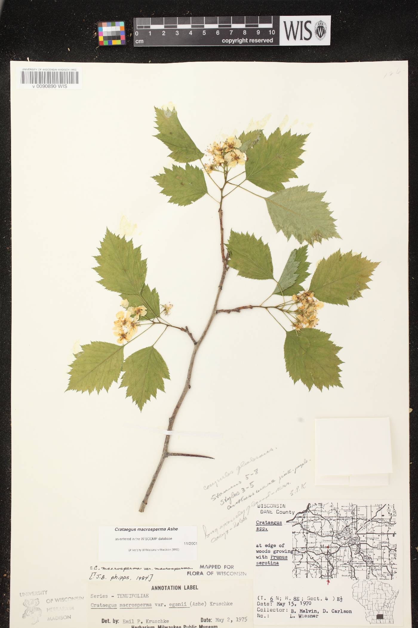 Crataegus macrosperma image