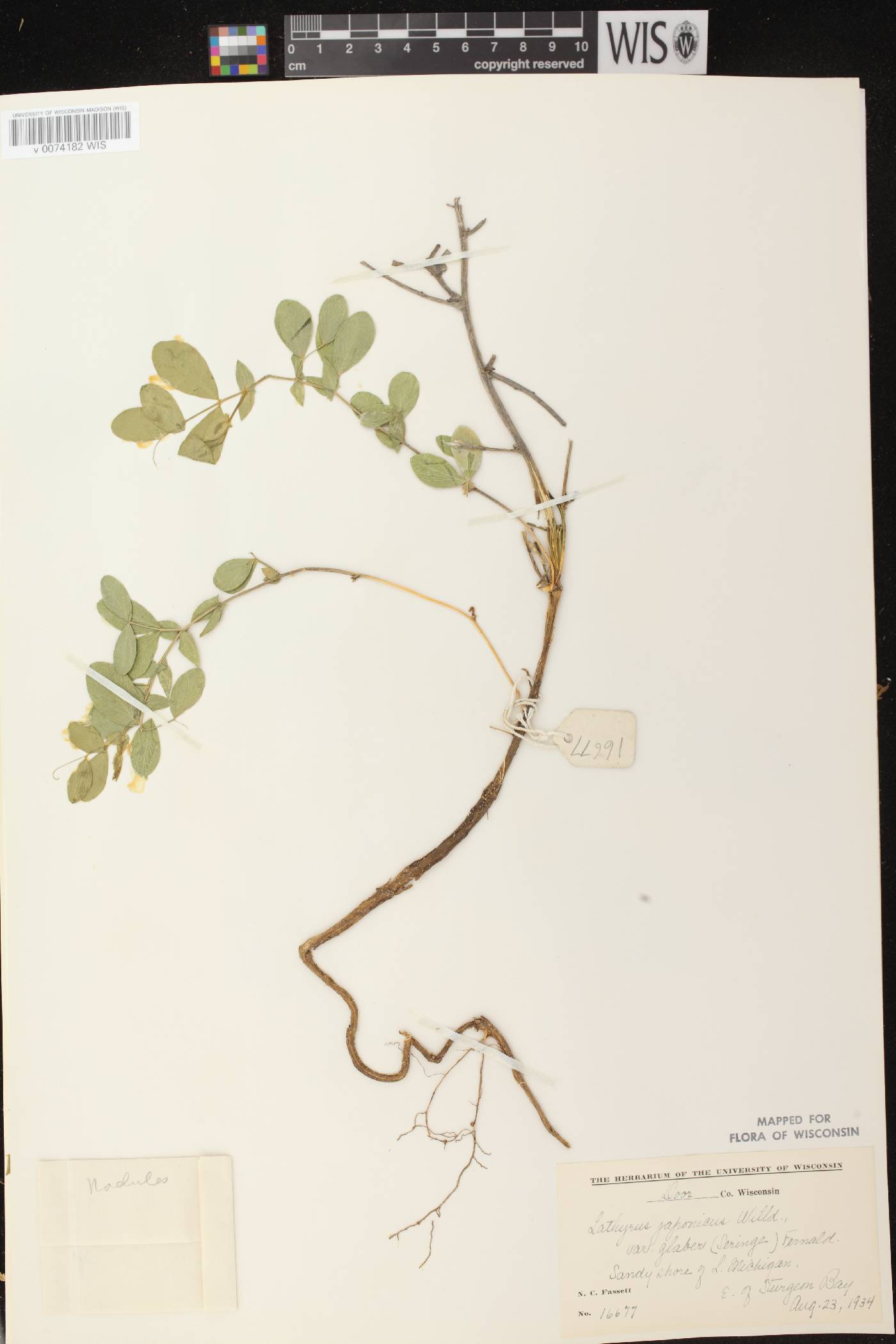 Lathyrus japonicus image