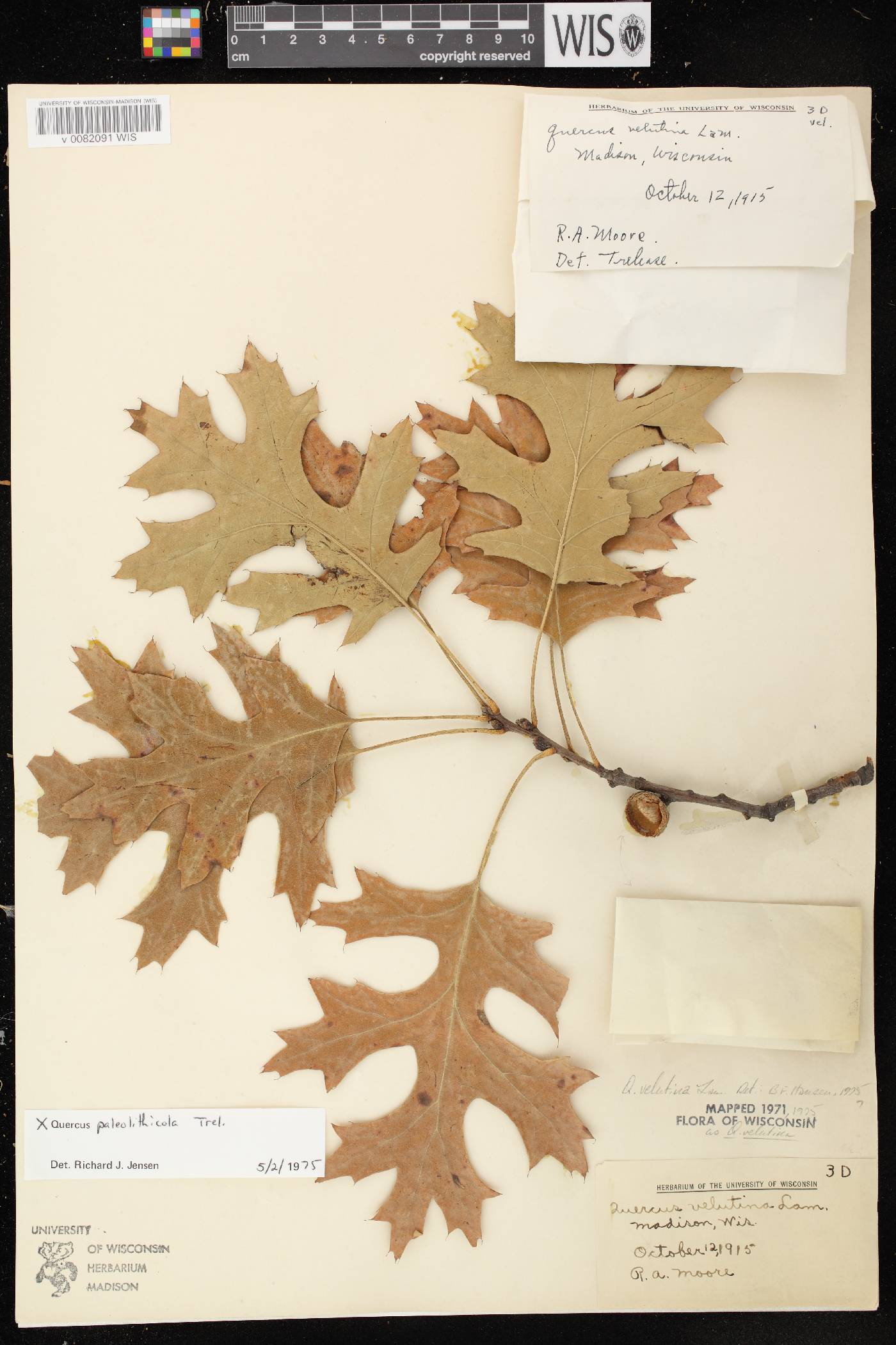 Quercus x palaeolithicola image
