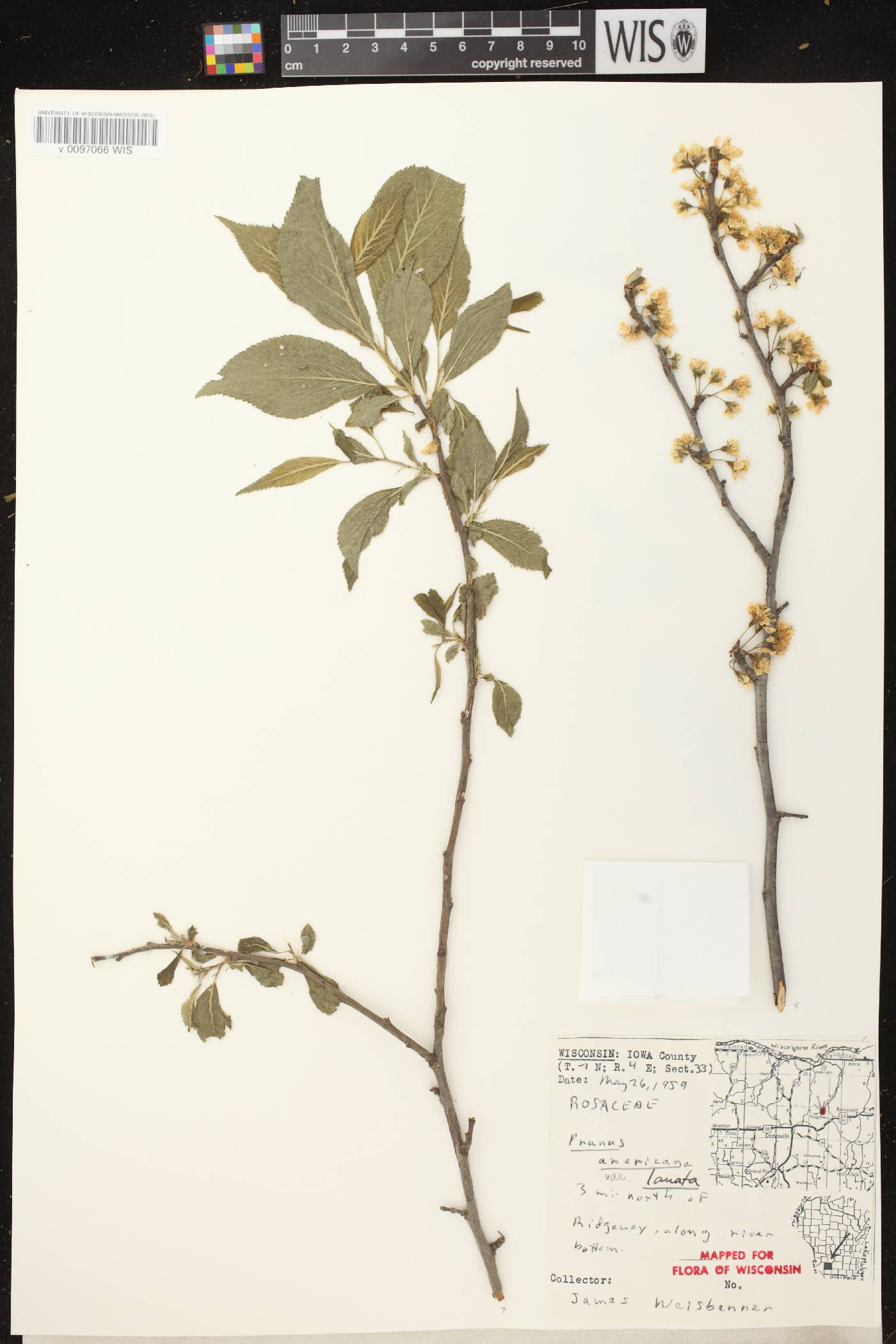 Prunus americana image