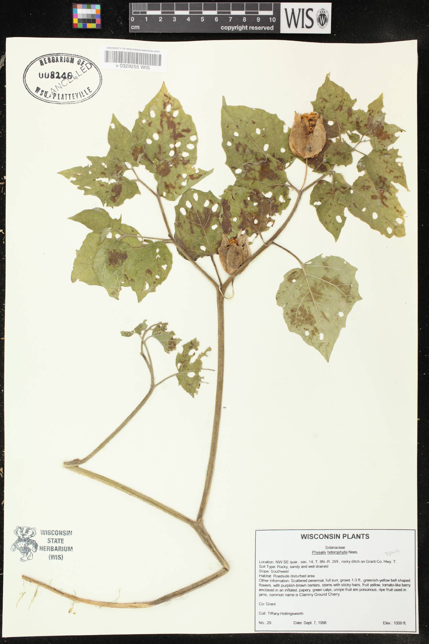 Physalis heterophylla image