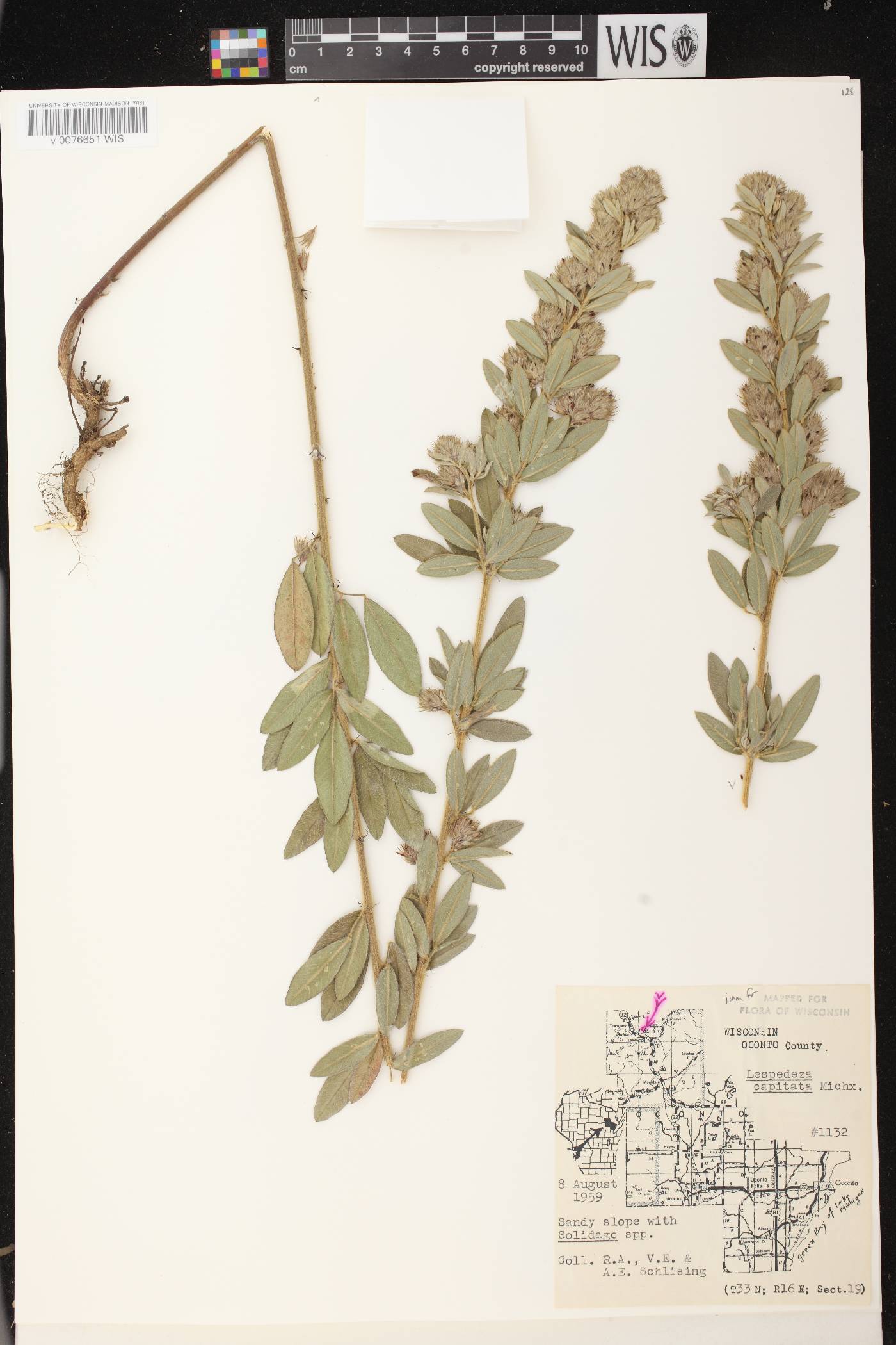 Lespedeza capitata image
