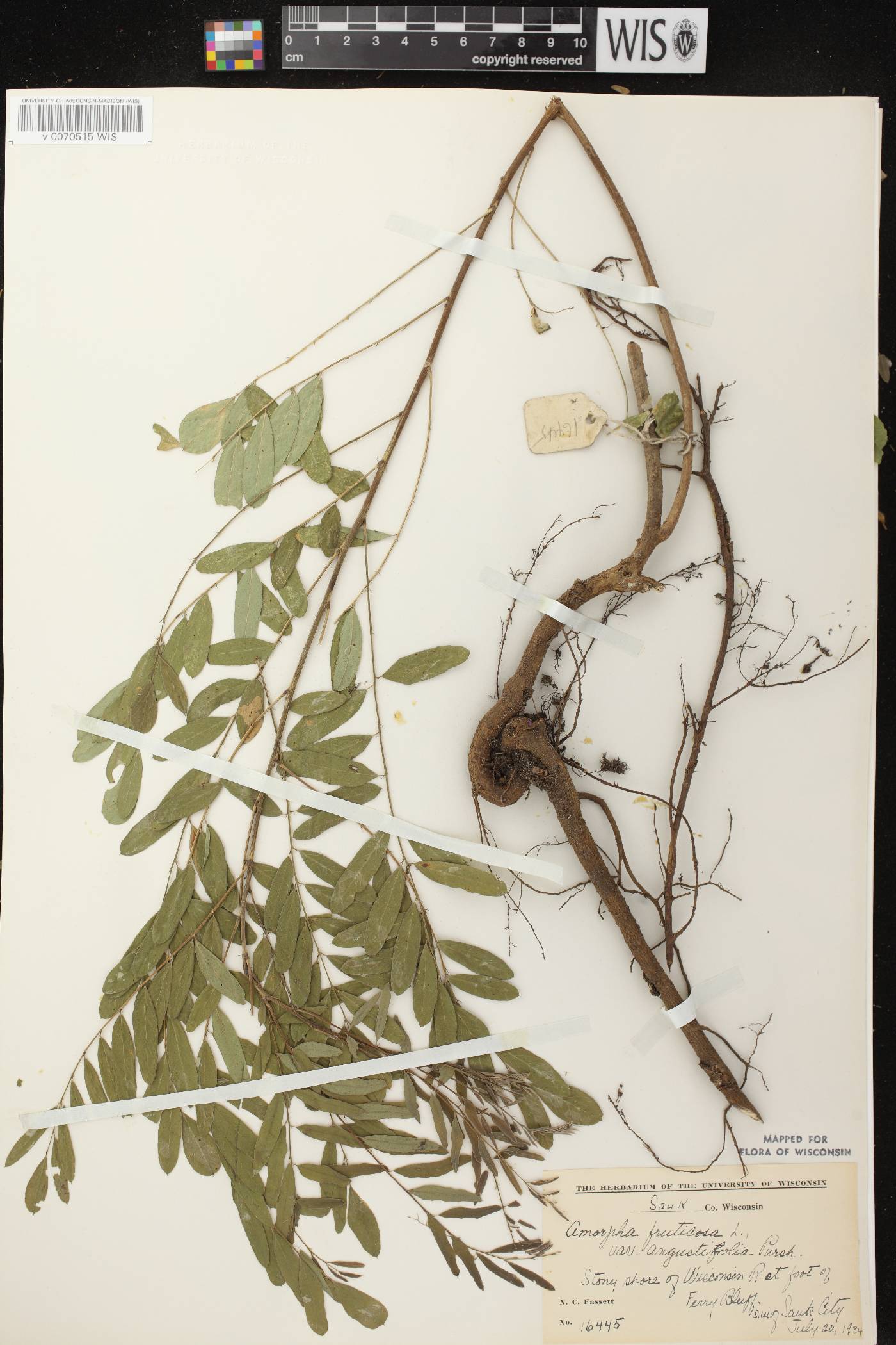 Amorpha fruticosa image