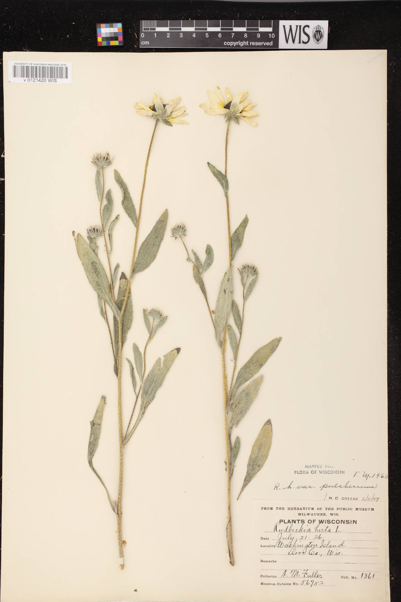 Rudbeckia hirta var. pulcherrima image