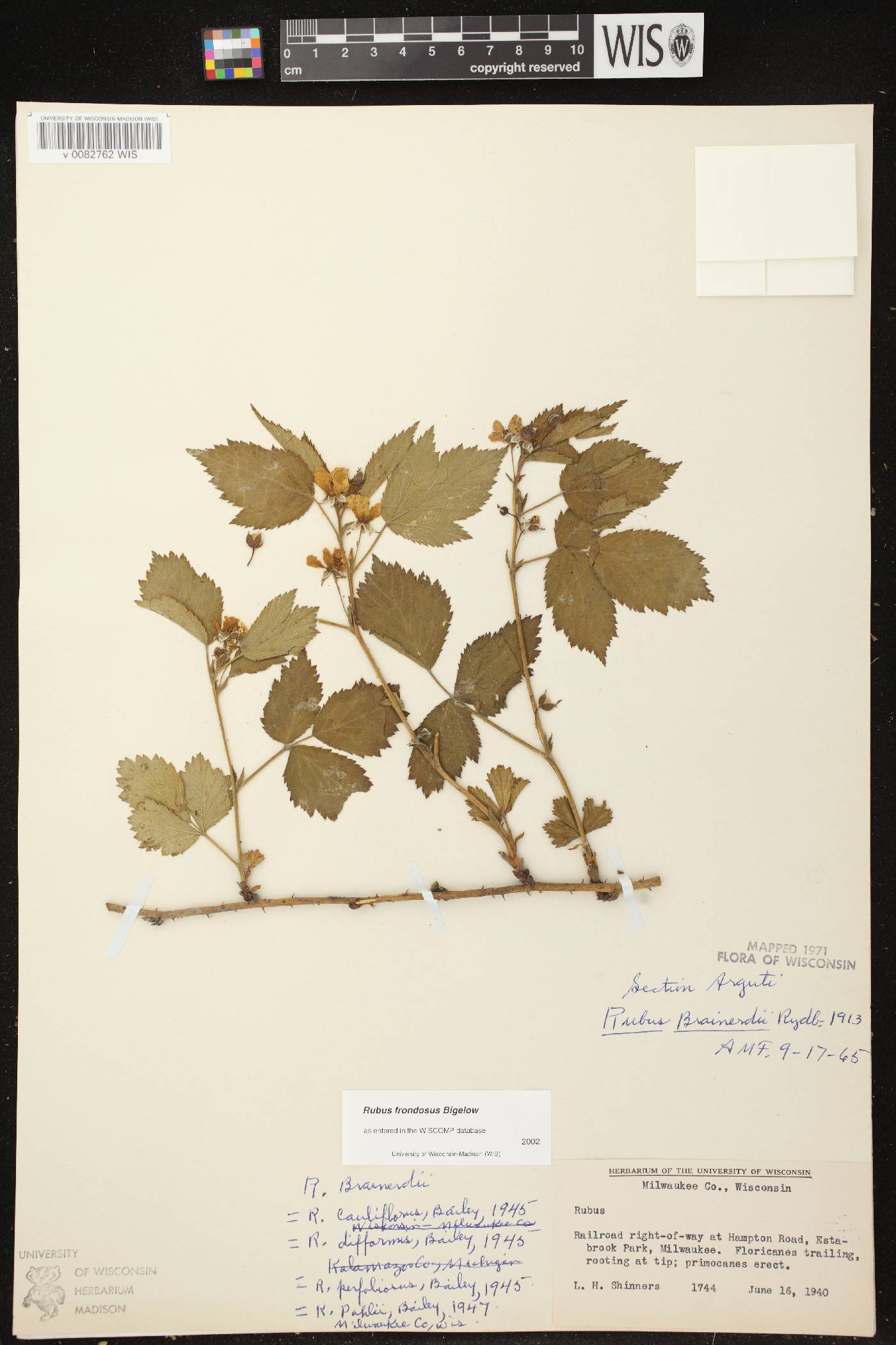Rubus pensilvanicus image