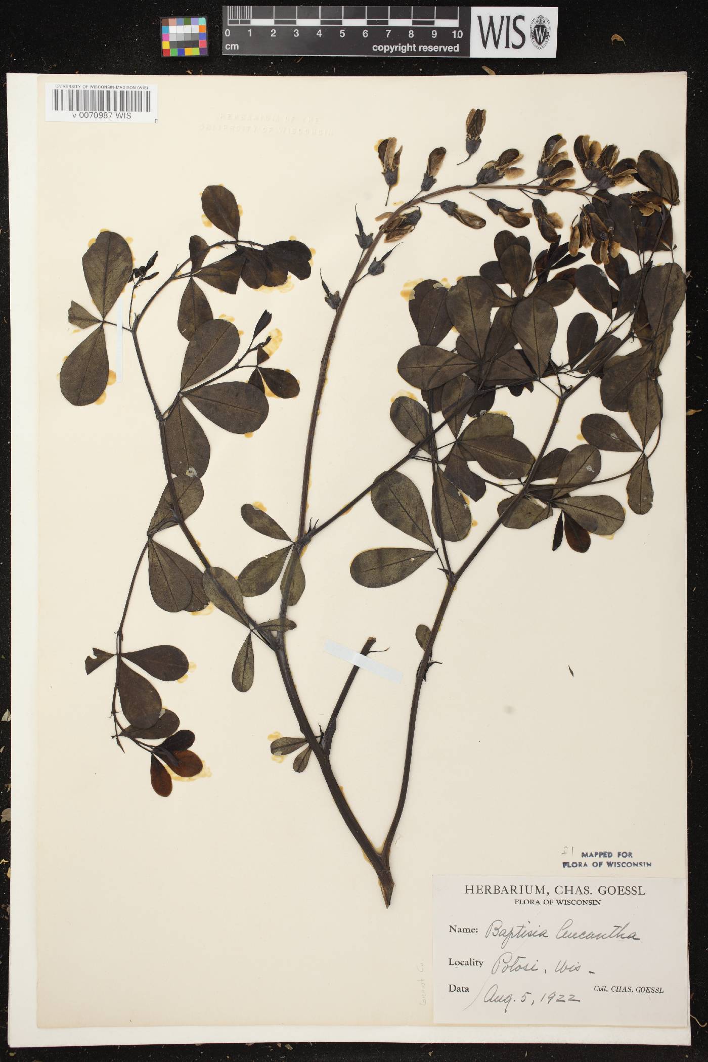 Baptisia lactea image