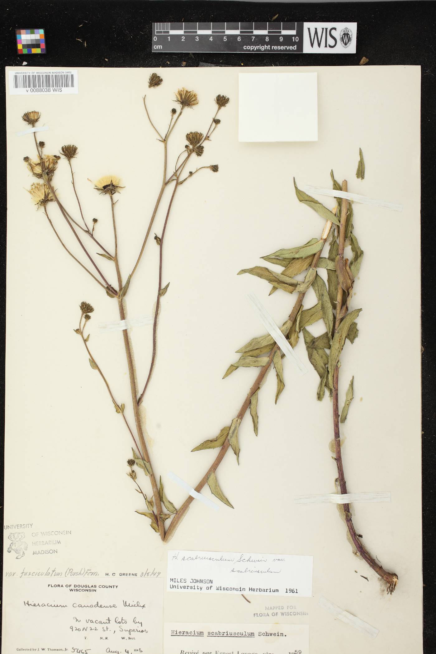 Hieracium umbellatum image