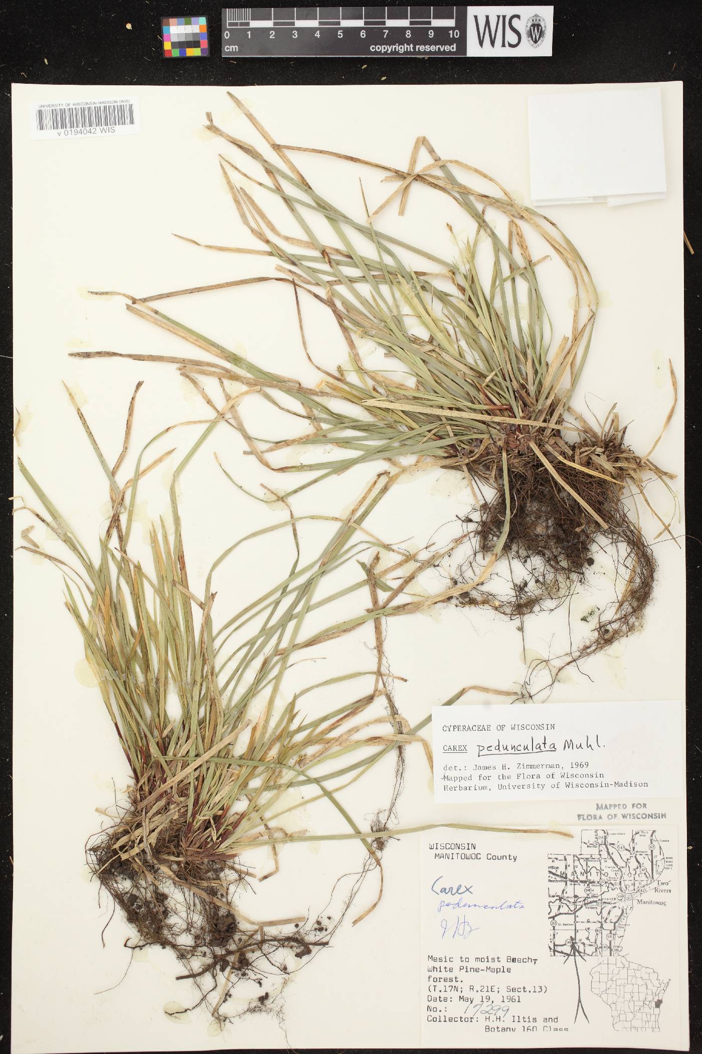 Carex pedunculata image