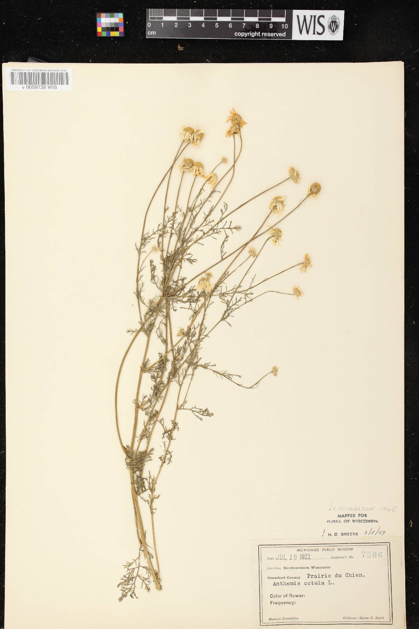 Anthemis cotula image