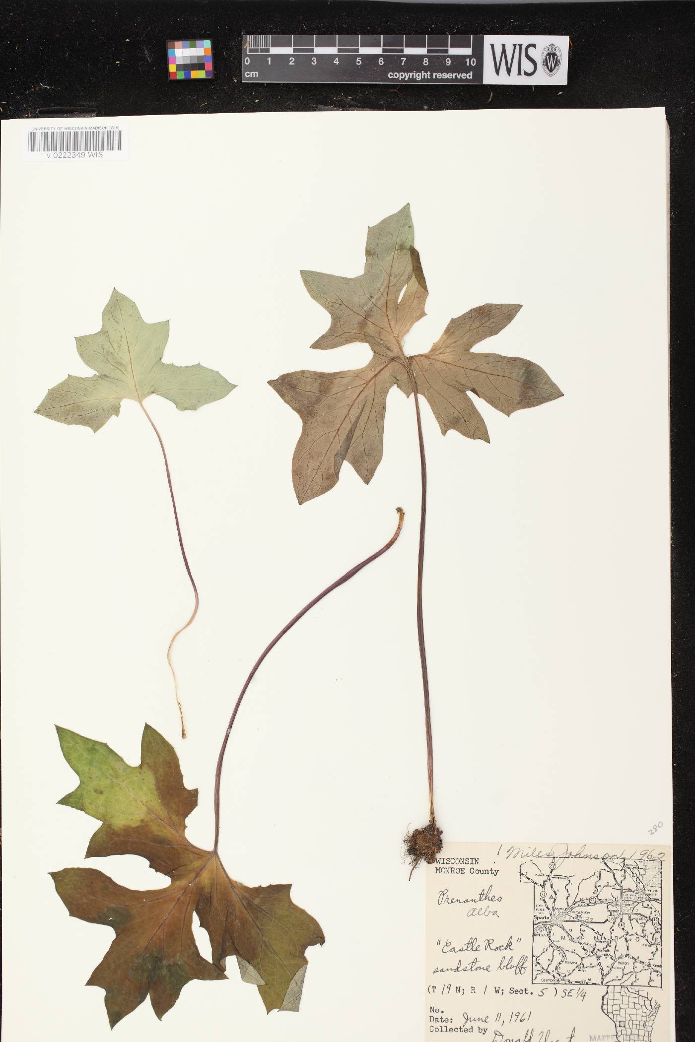 Prenanthes alba image