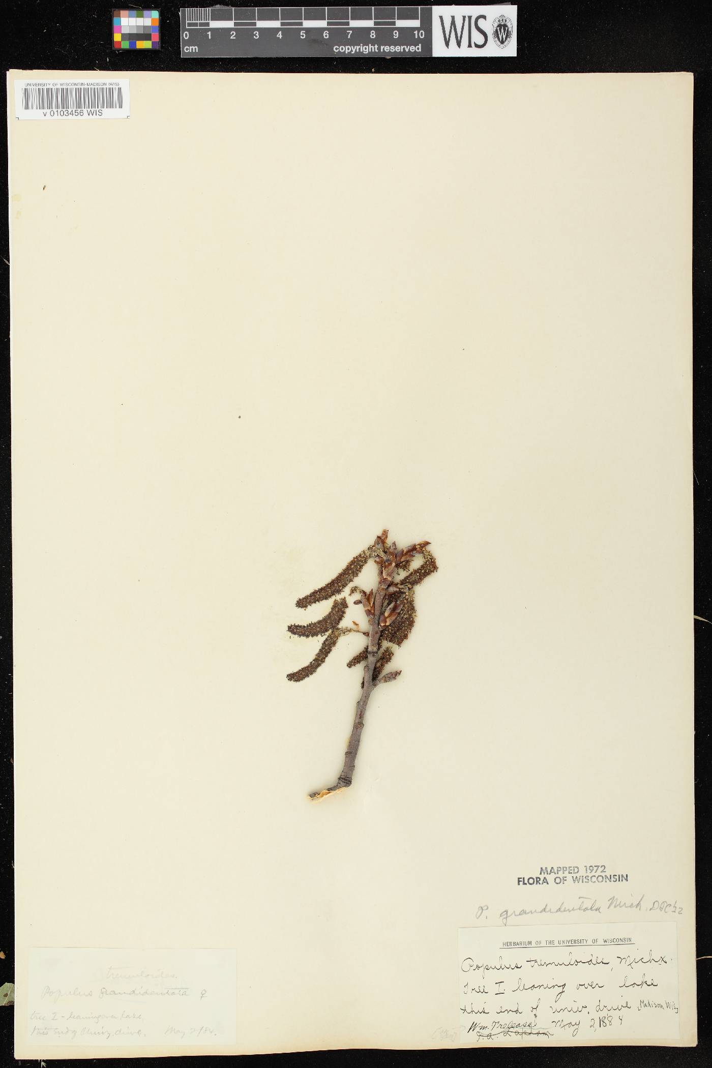 Populus grandidentata image
