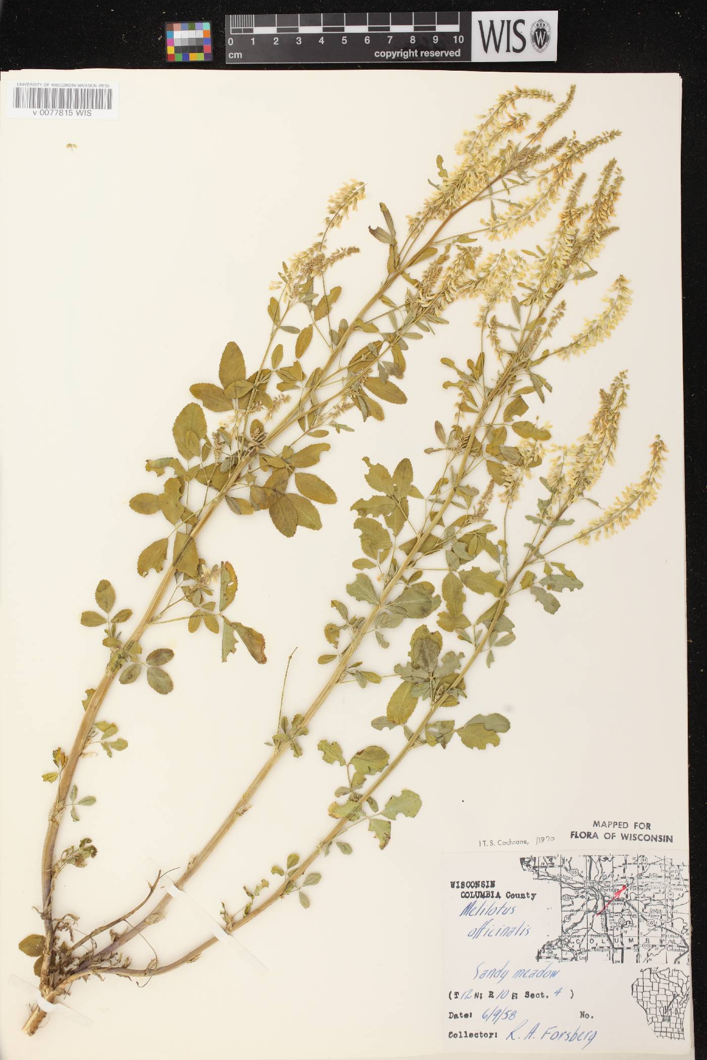 Melilotus officinalis image