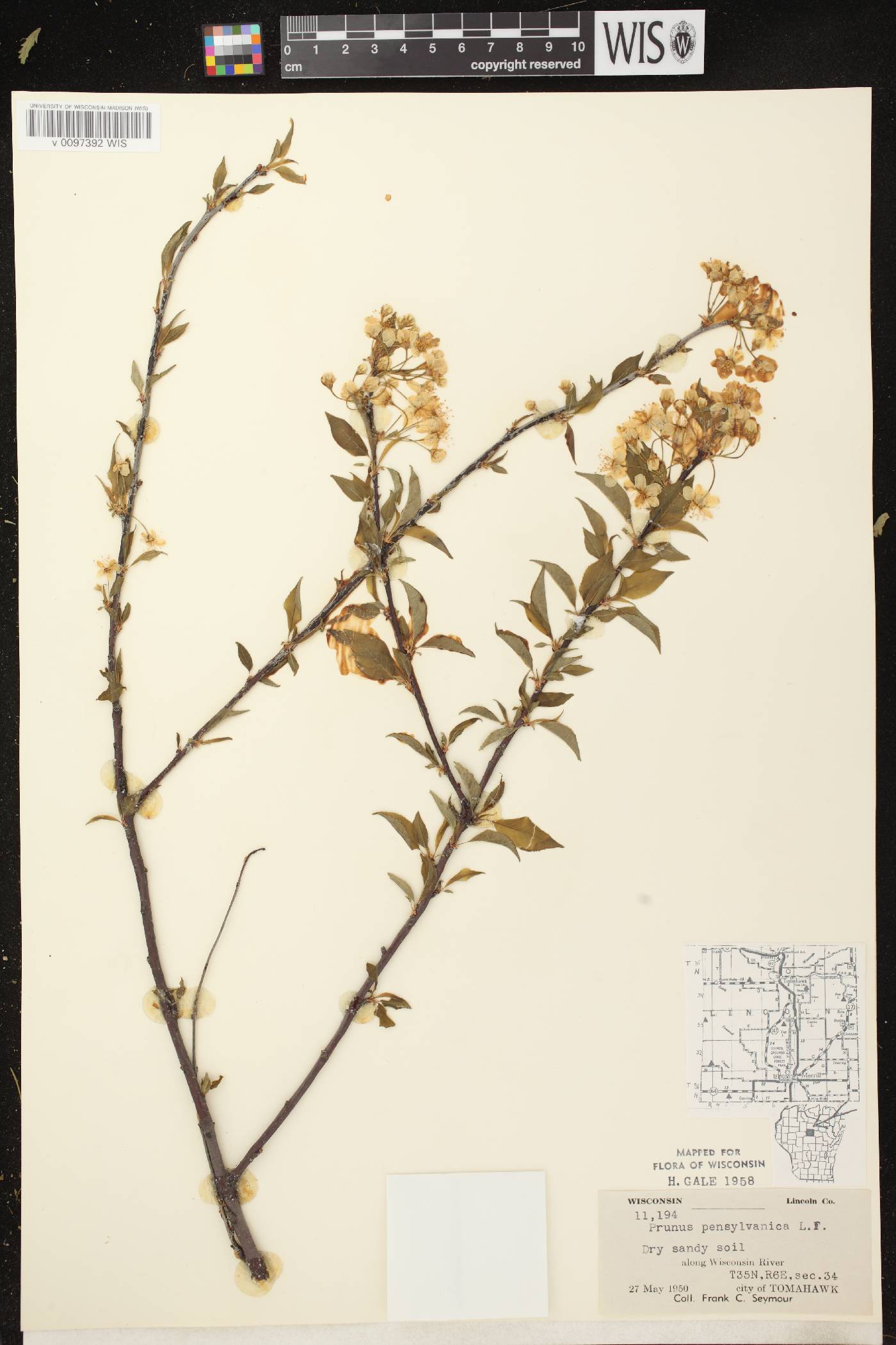 Prunus pensylvanica image