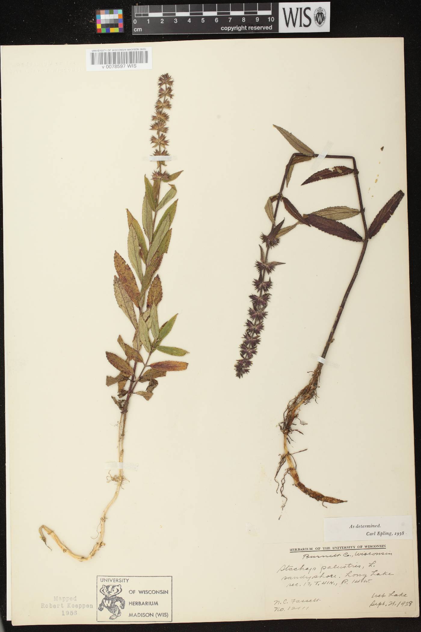 Stachys palustris image