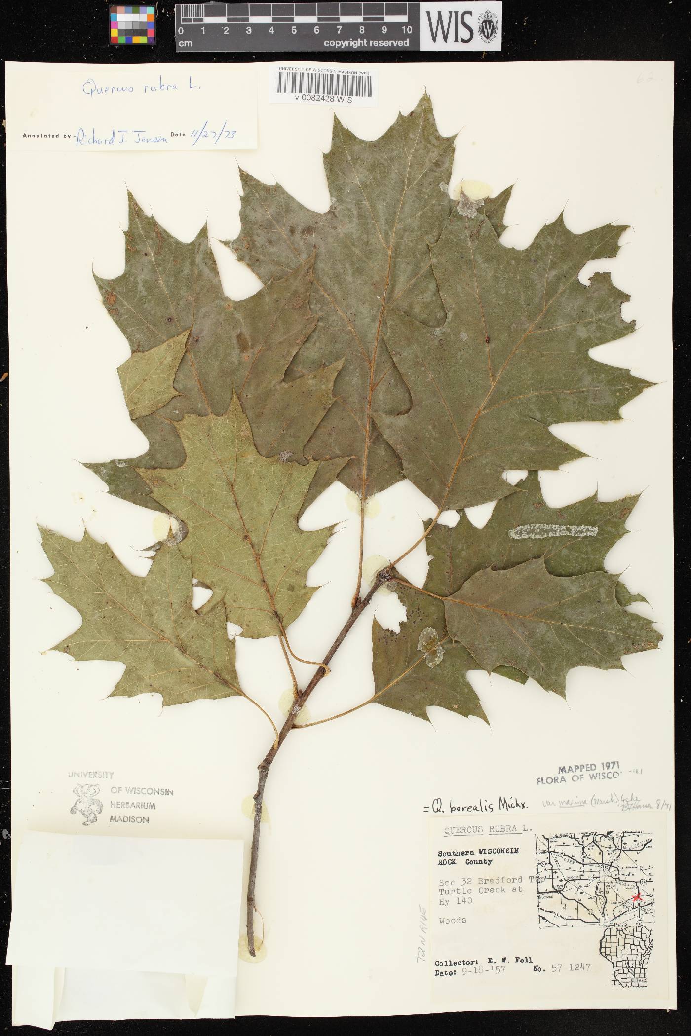 Quercus rubra image