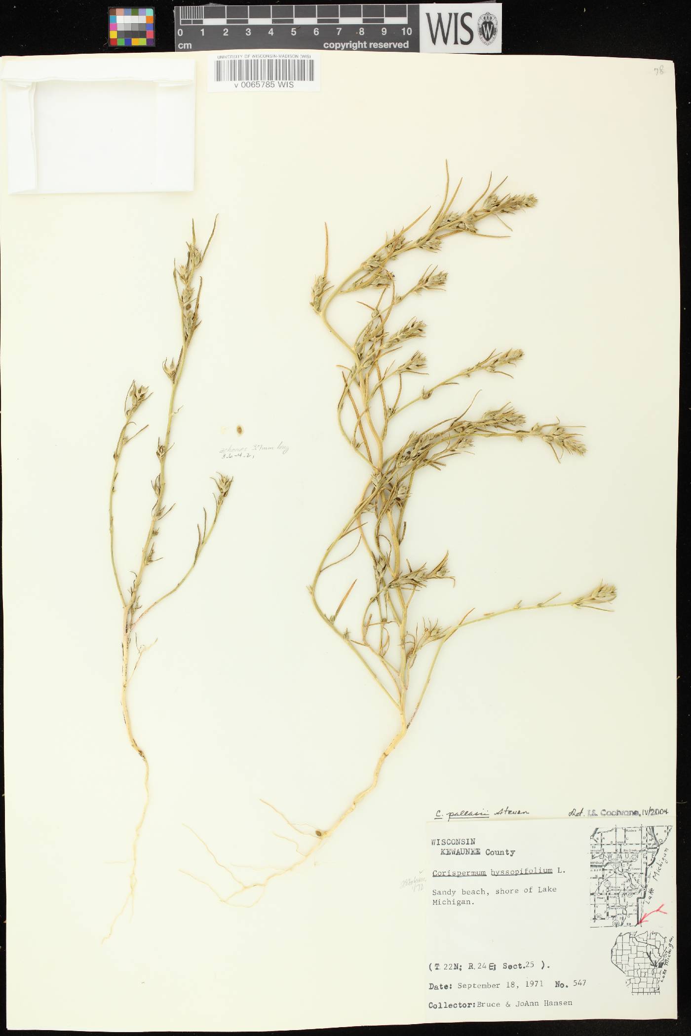 Corispermum pallasii image