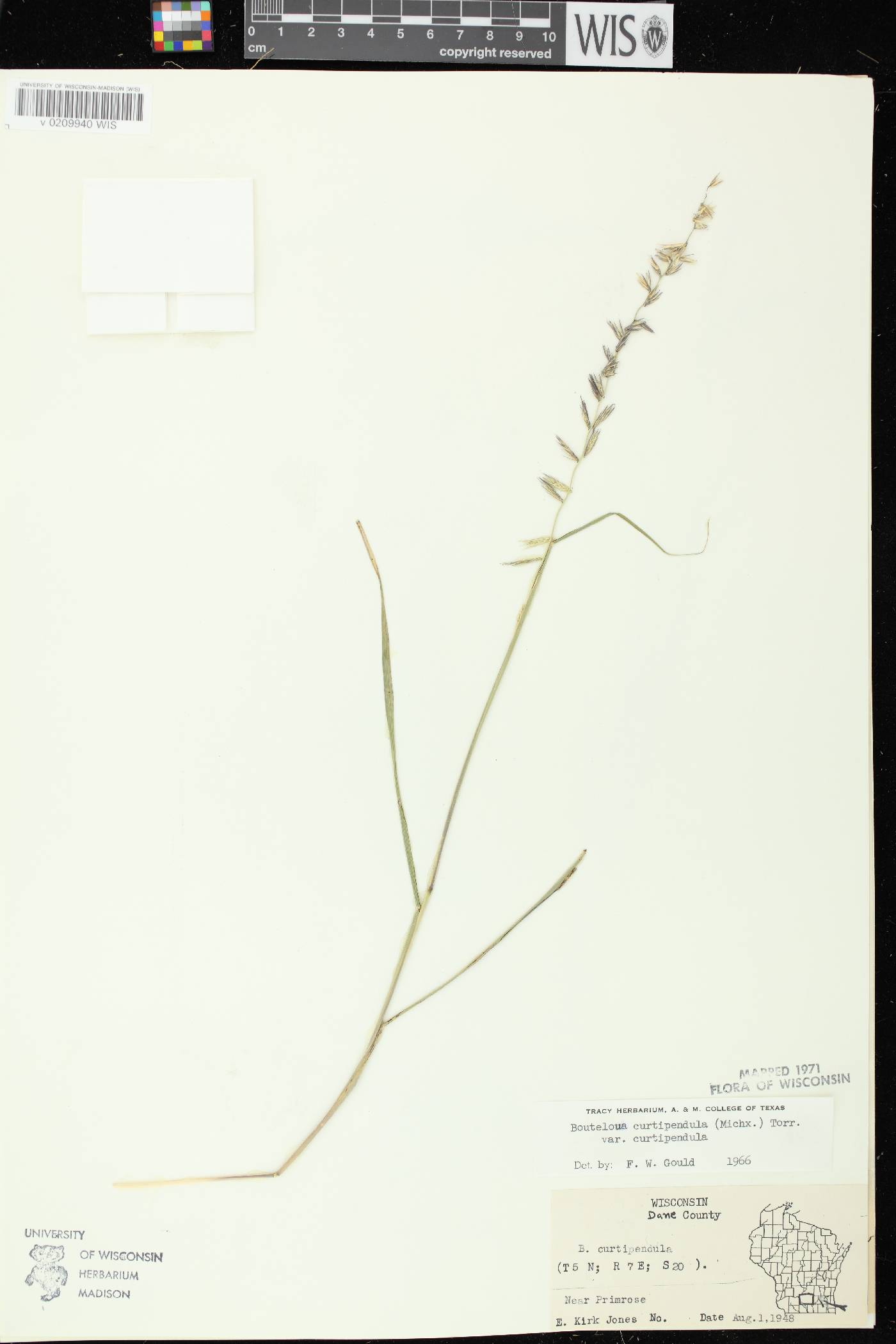 Bouteloua curtipendula image