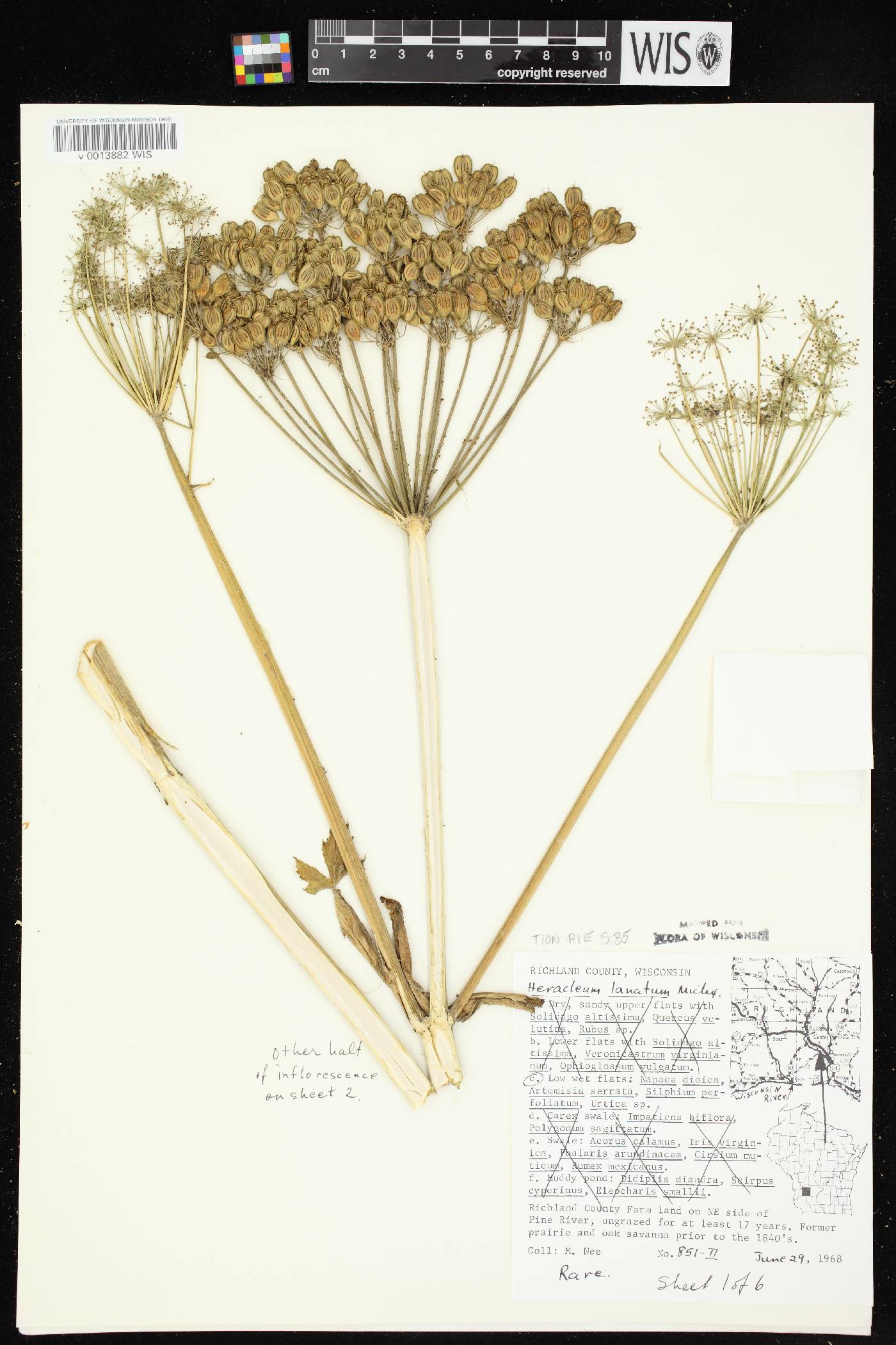 Heracleum maximum image