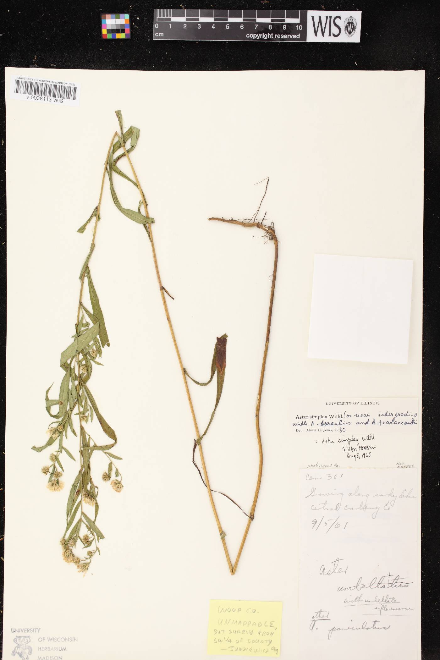 Symphyotrichum lanceolatum var. lanceolatum image