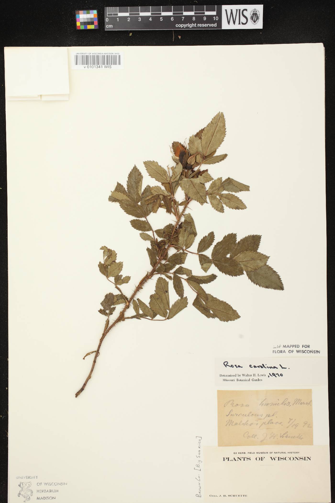 Rosa carolina image