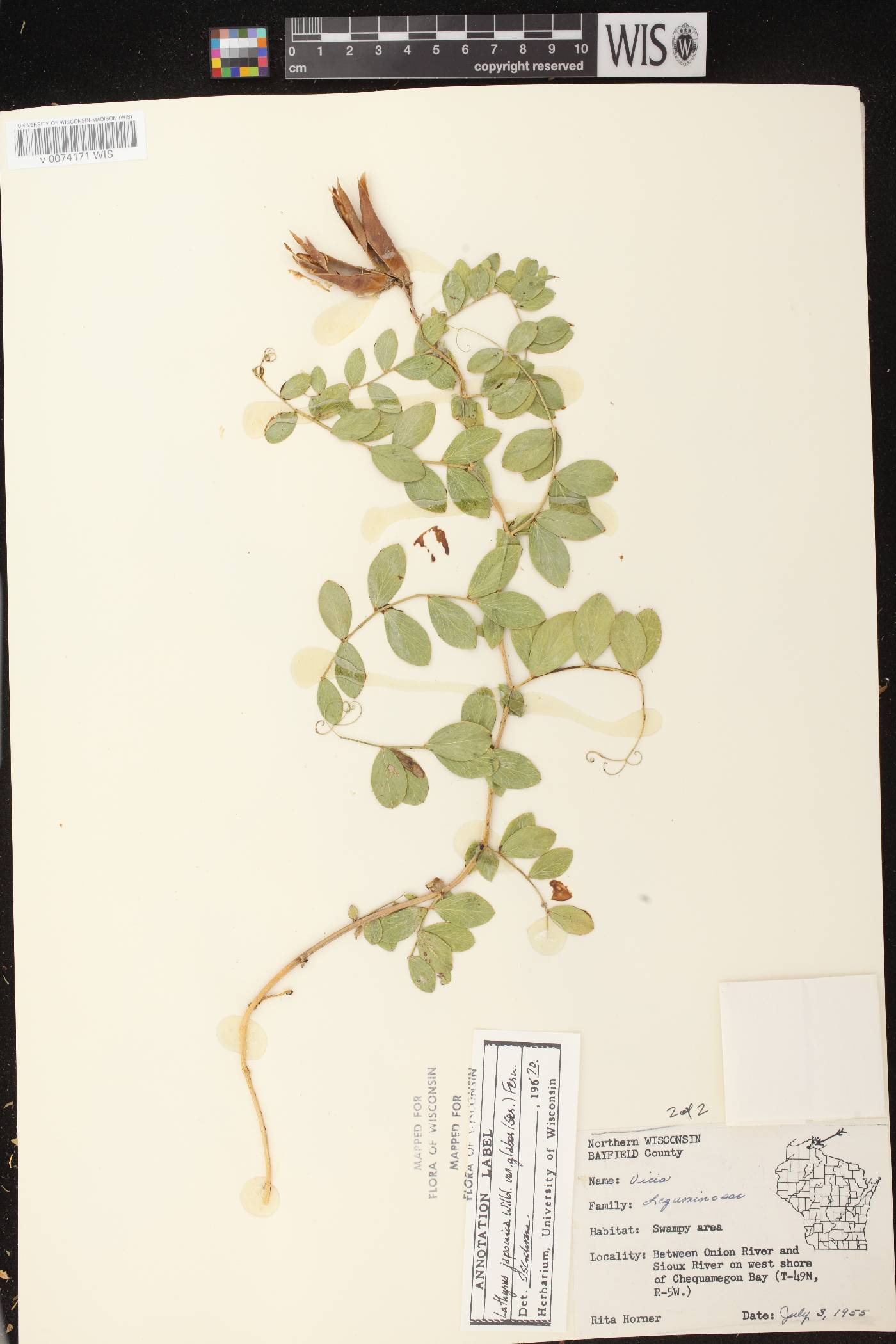 Lathyrus japonicus image