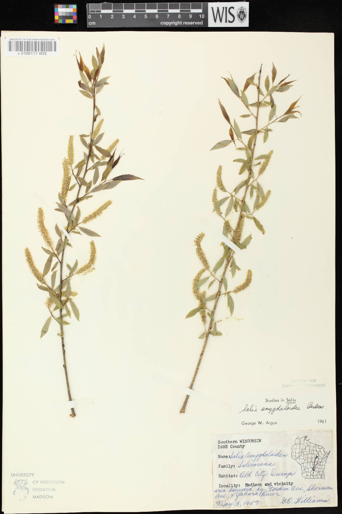 Salix amygdaloides image