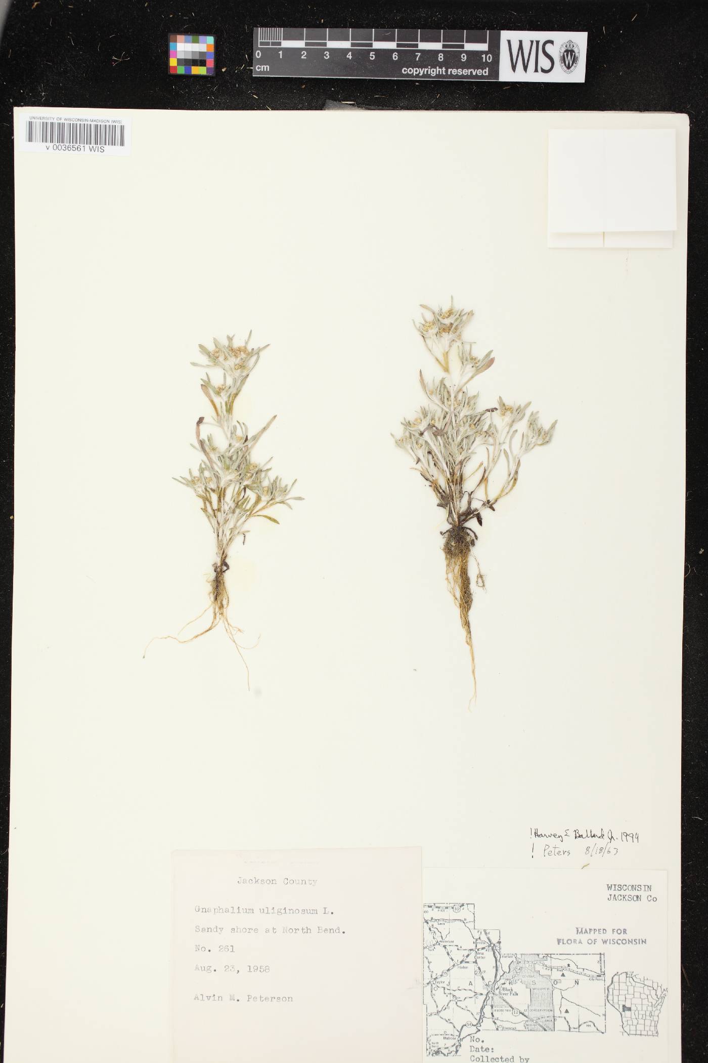 Gnaphalium uliginosum image