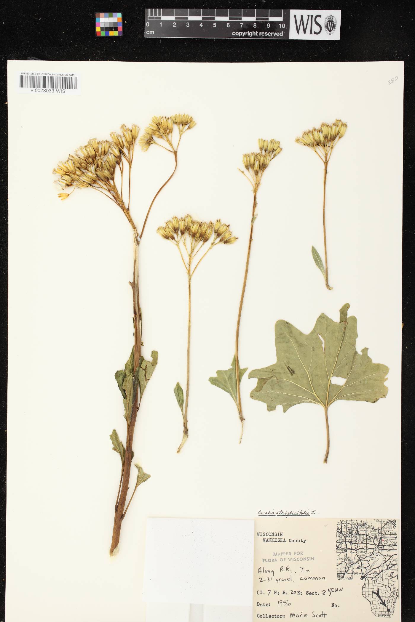 Arnoglossum atriplicifolium image
