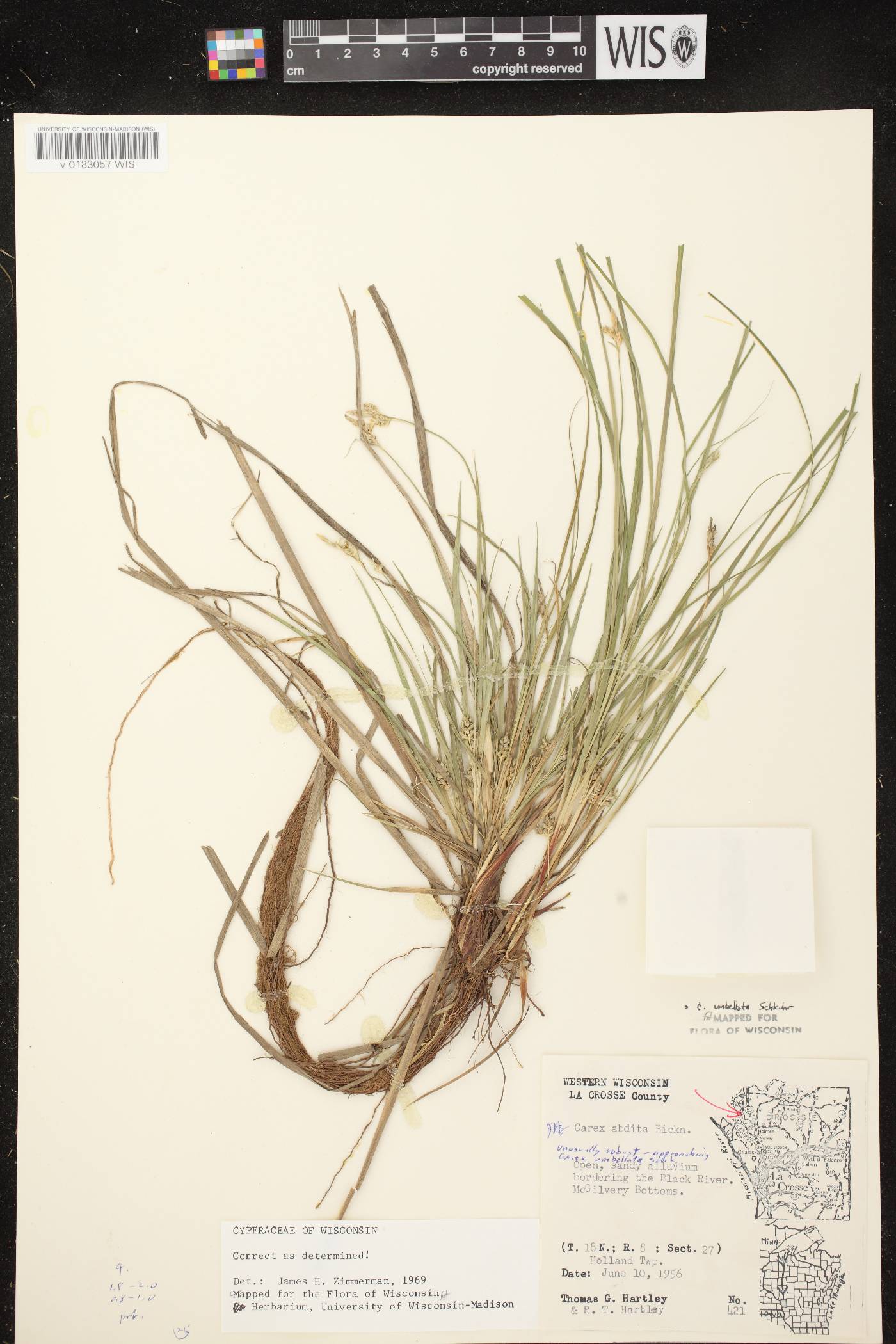 Carex umbellata image