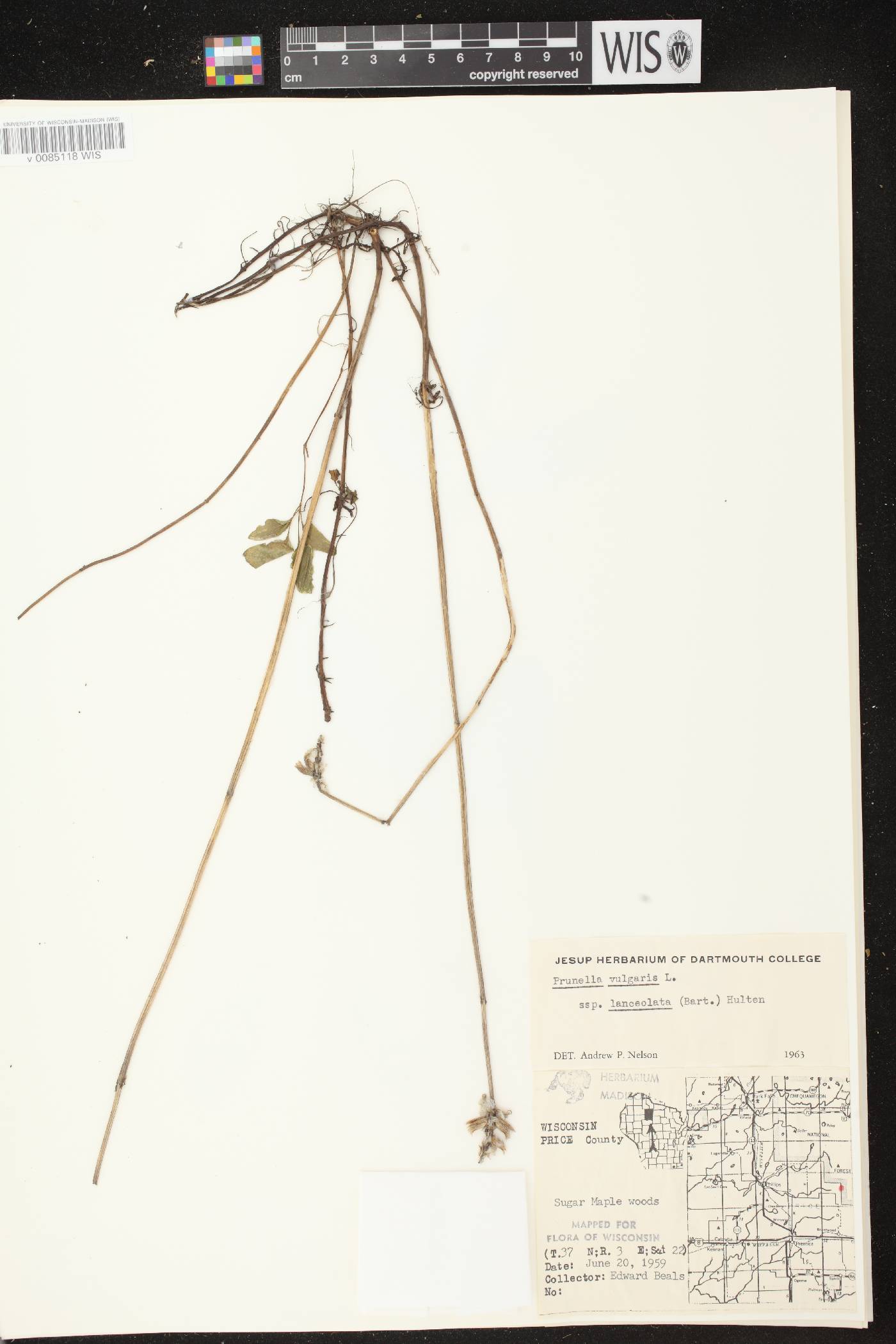 Prunella vulgaris subsp. lanceolata image