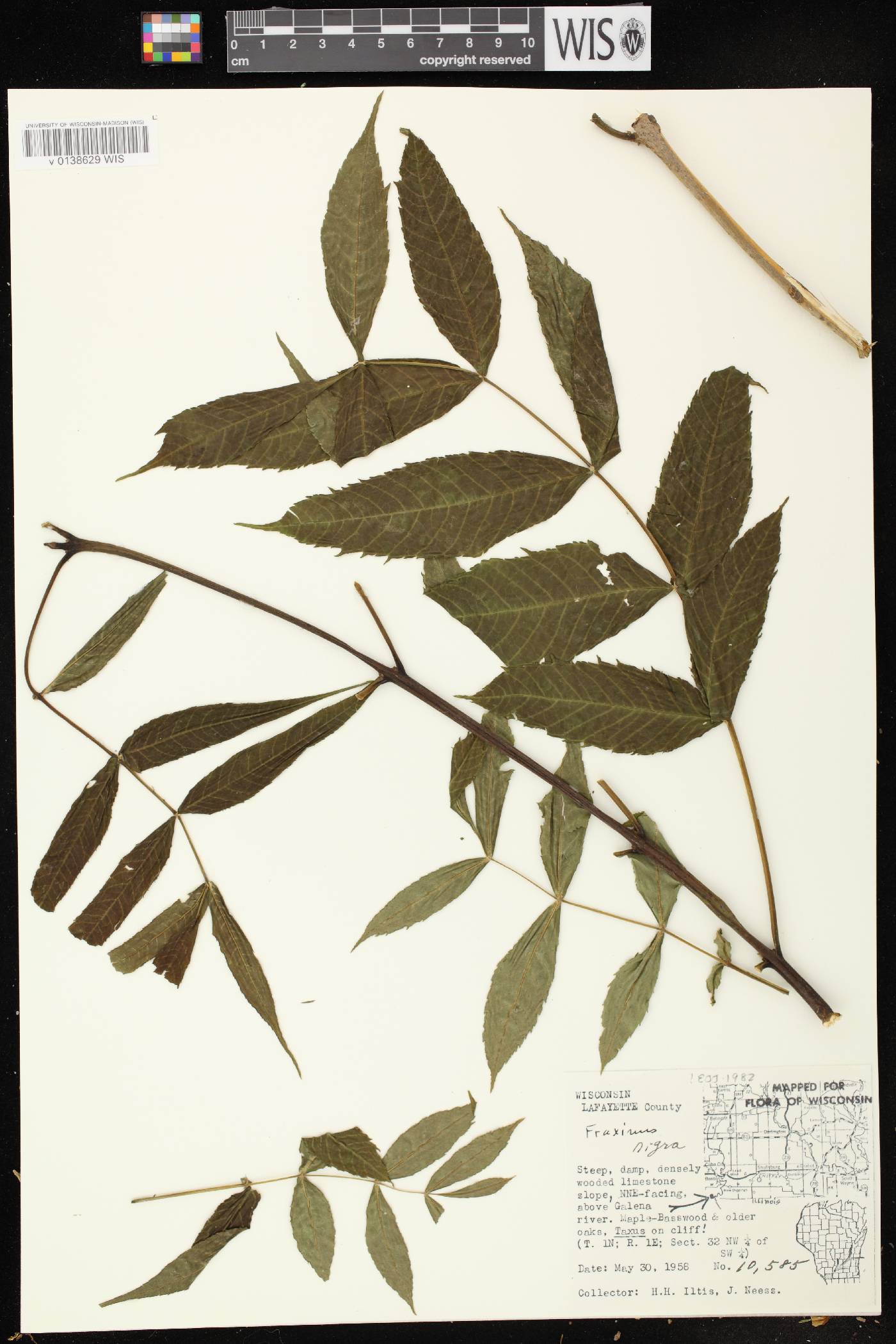 Fraxinus nigra image