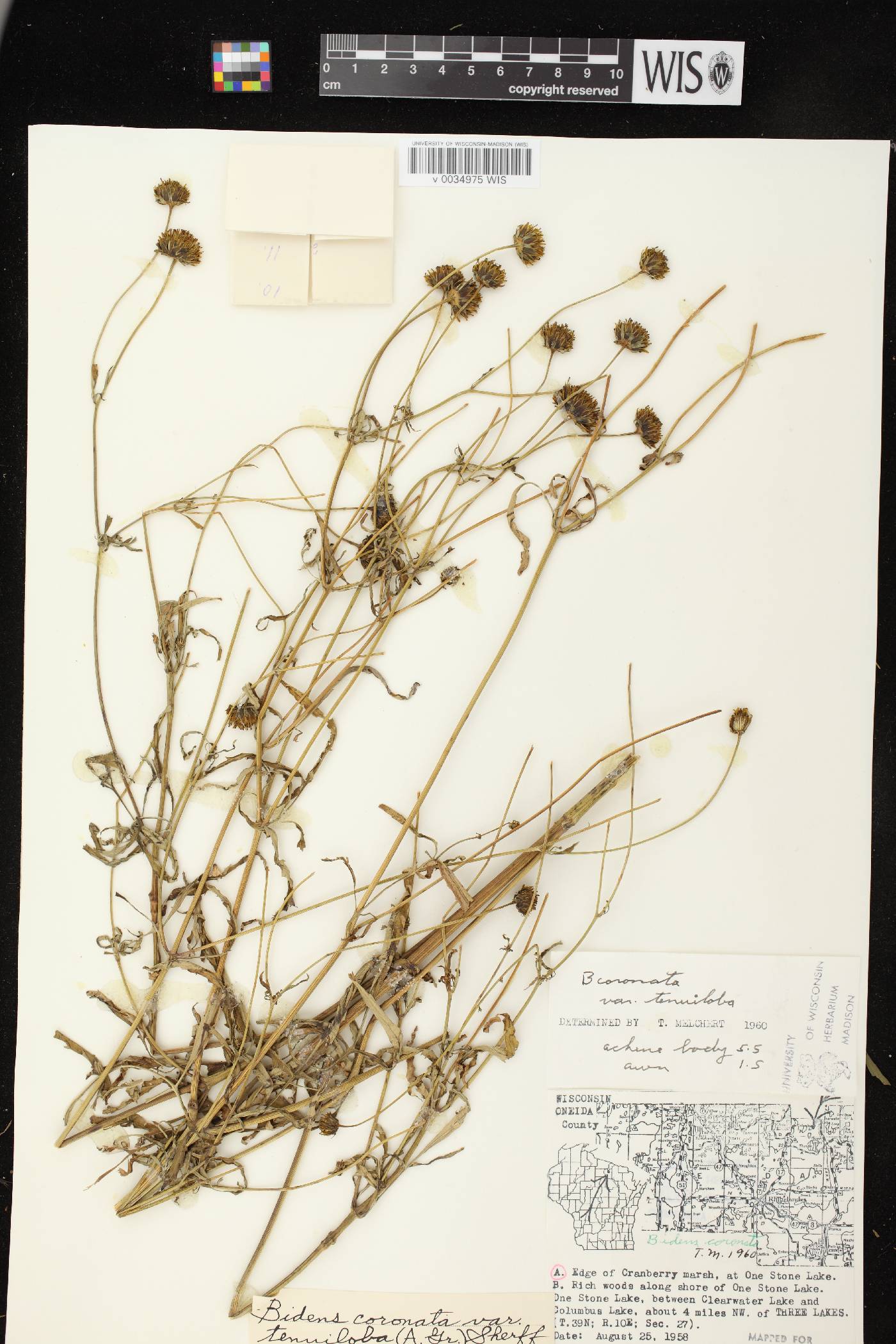Bidens trichosperma image