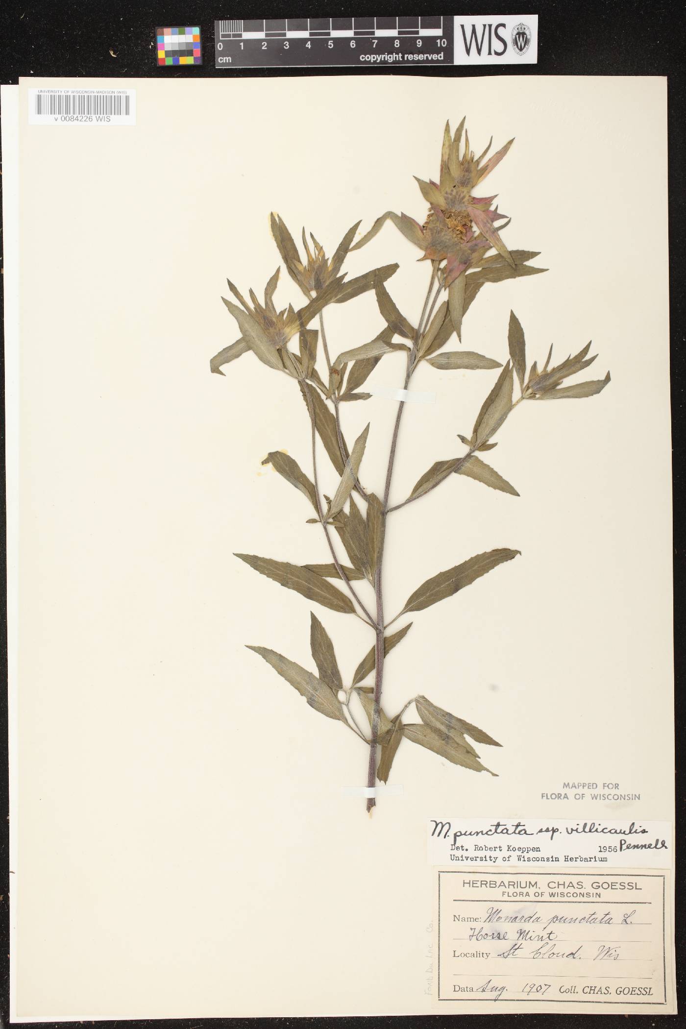 Monarda punctata image
