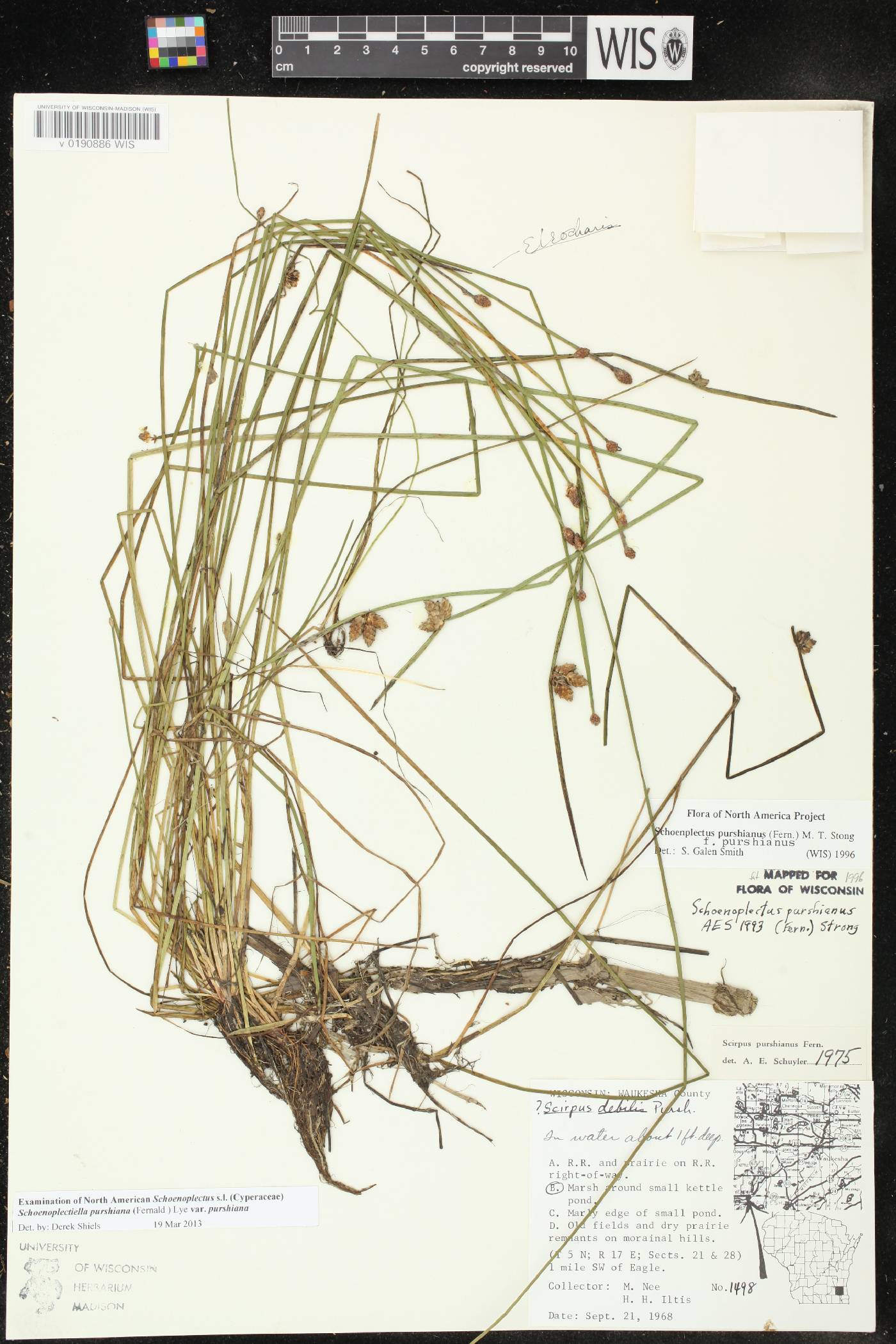 Schoenoplectus purshianus image