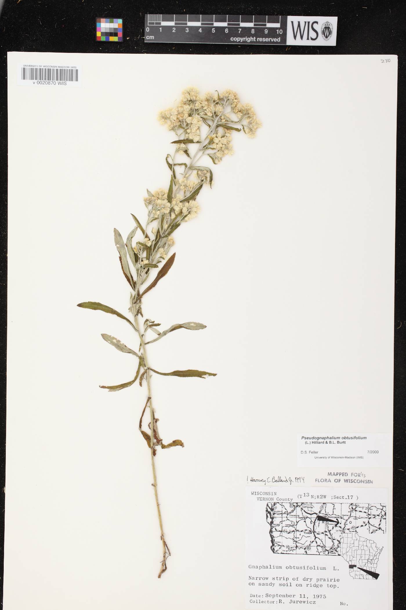Pseudognaphalium obtusifolium image