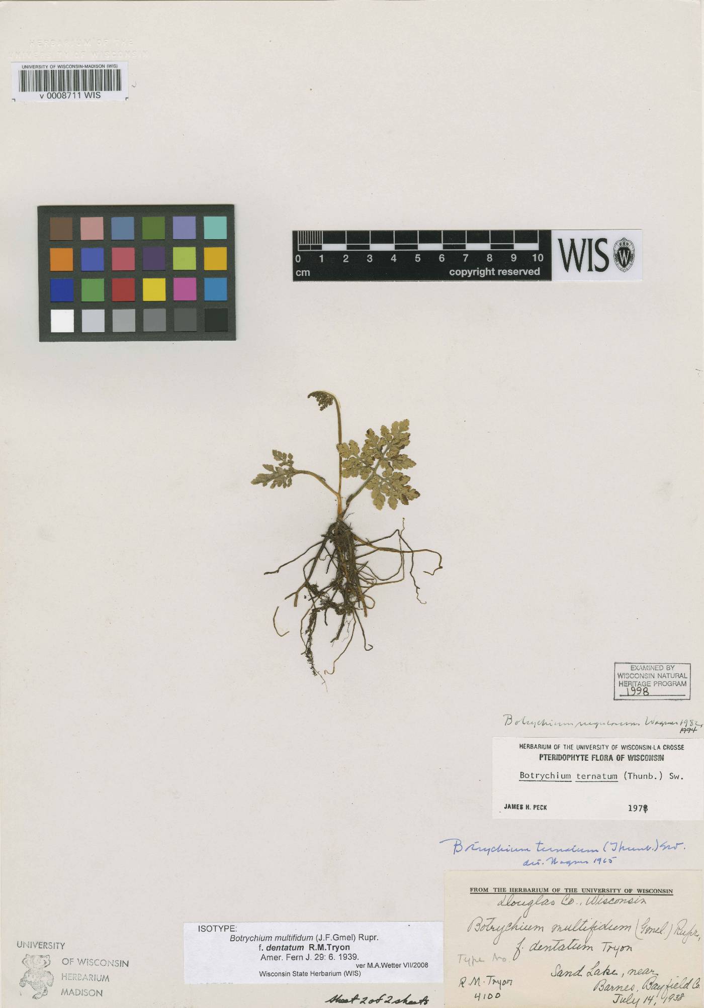 Sceptridium rugulosum image