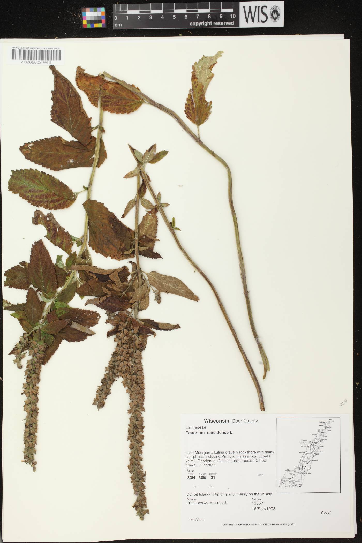 Teucrium canadense var. occidentale image