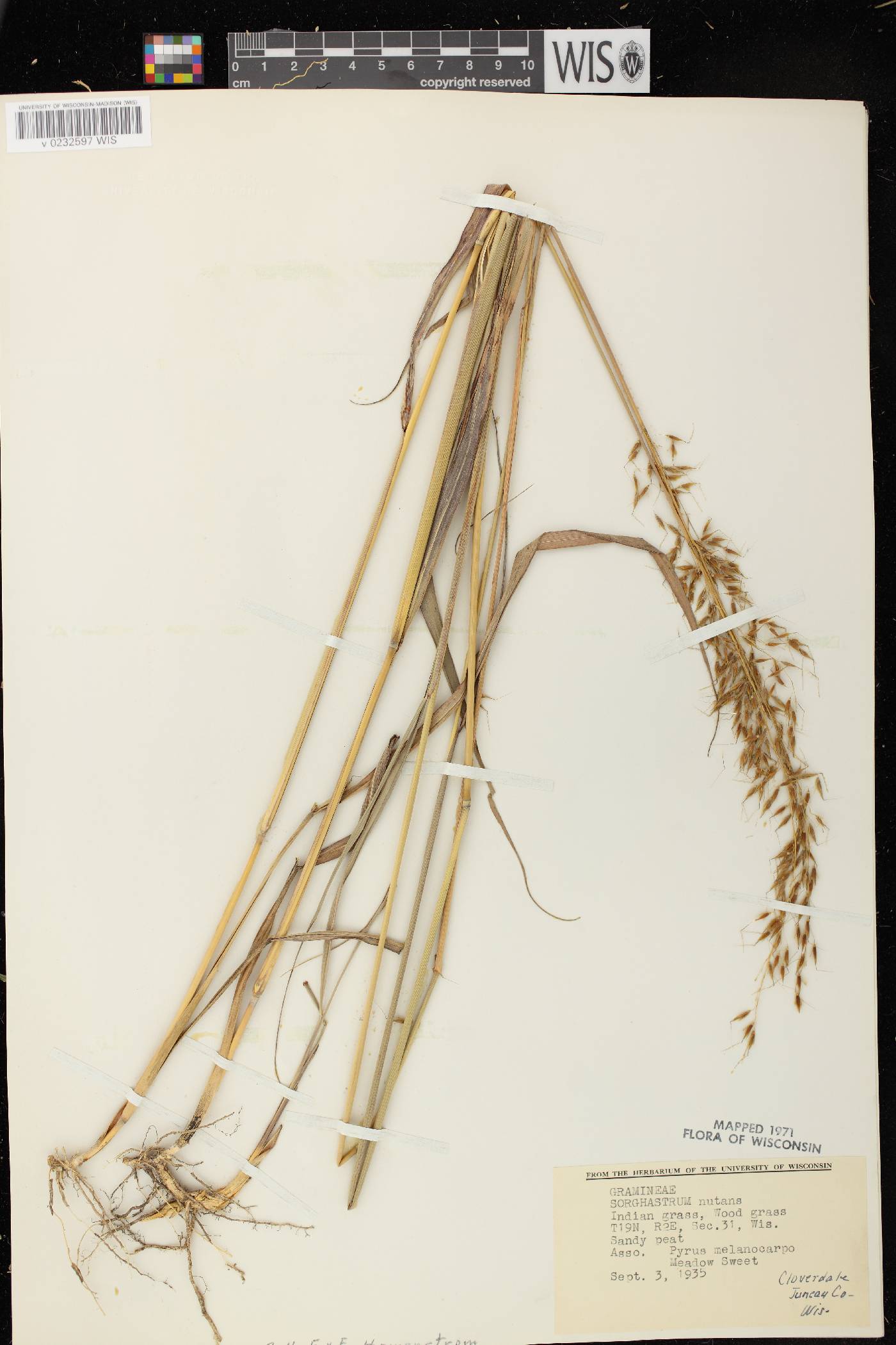 Sorghastrum nutans image