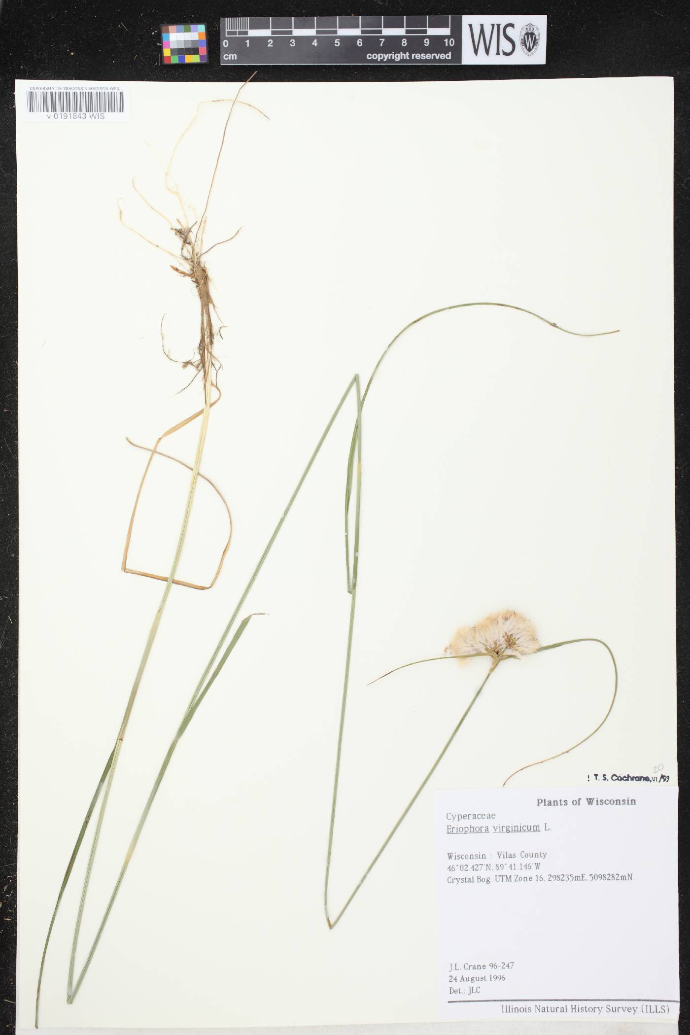 Eriophorum virginicum image