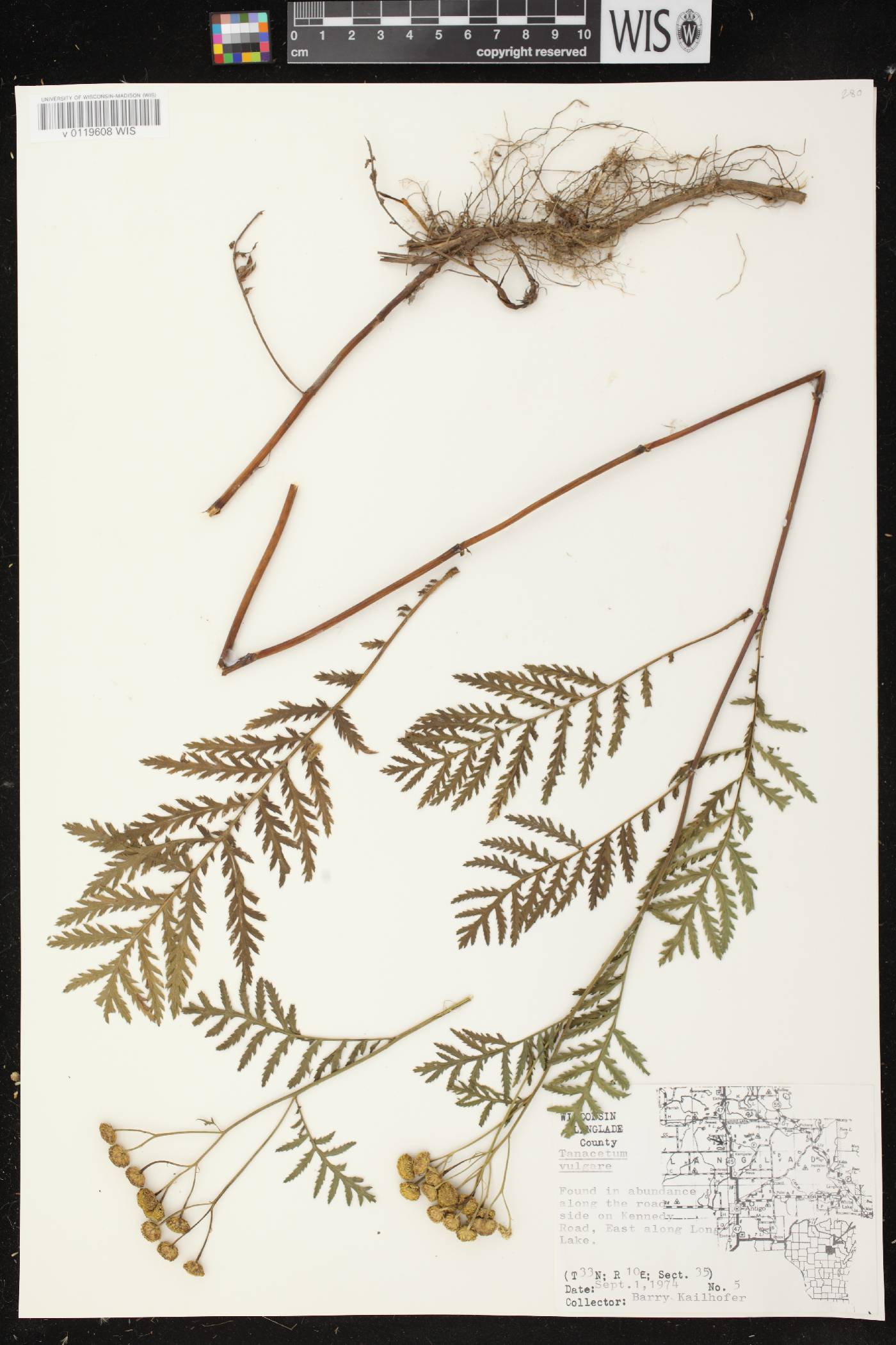 Tanacetum vulgare image