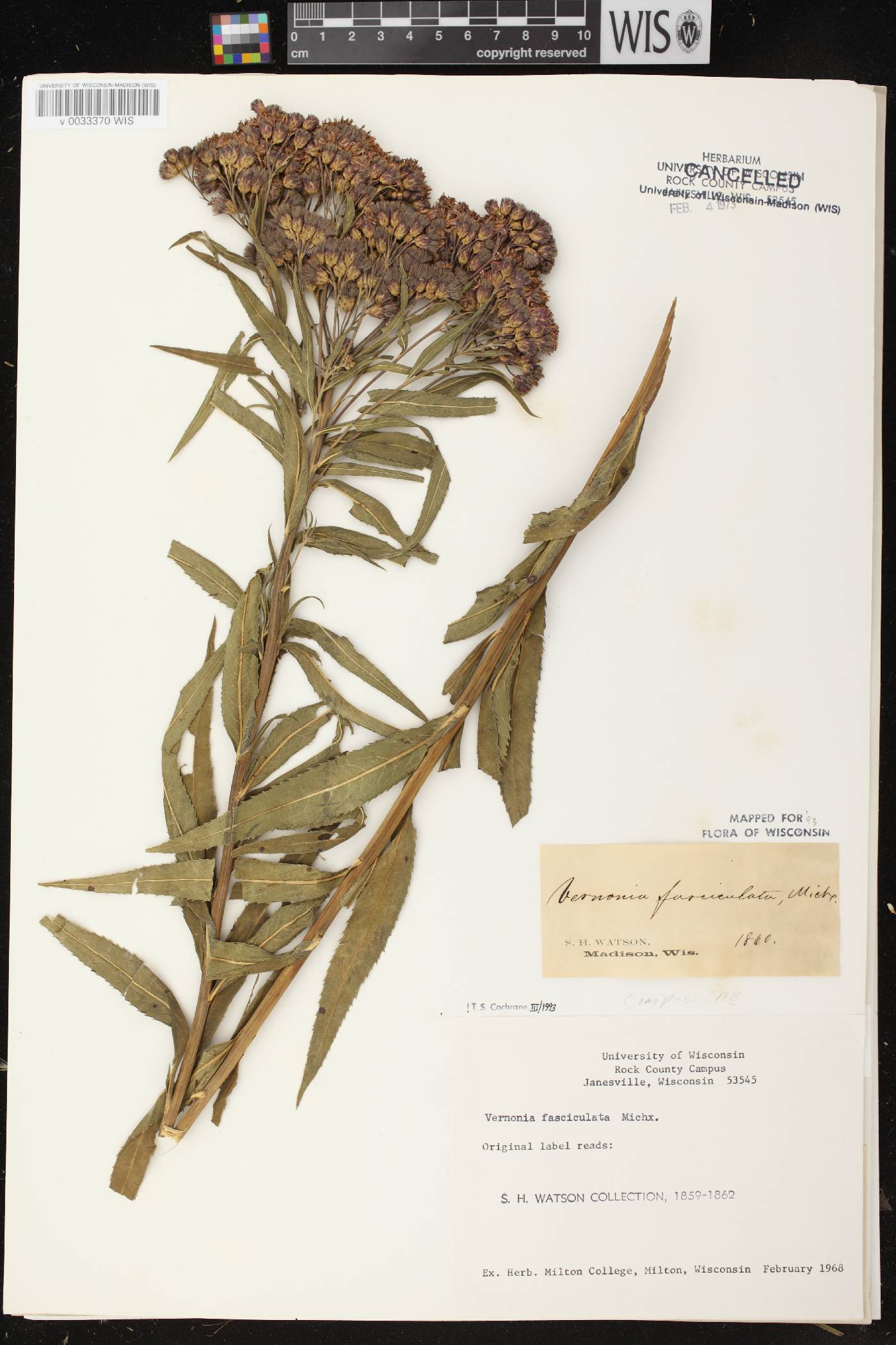 Vernonia fasciculata image
