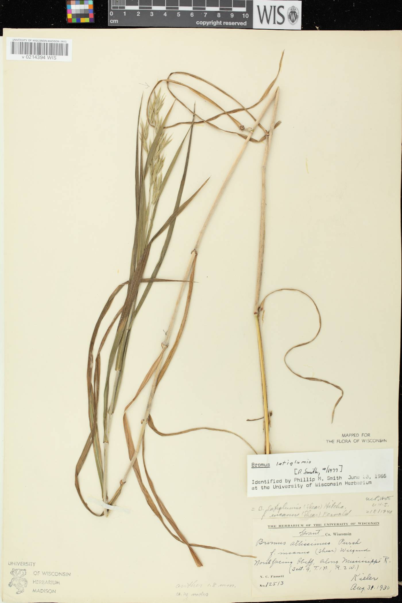 Bromus latiglumis image