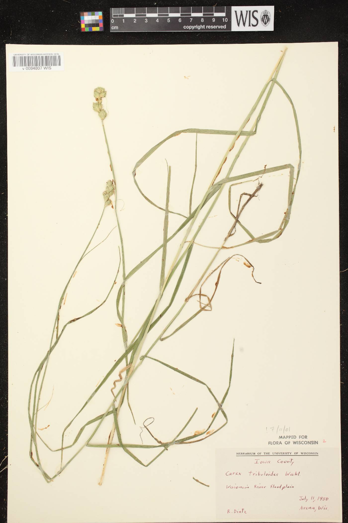 Carex tribuloides var. tribuloides image